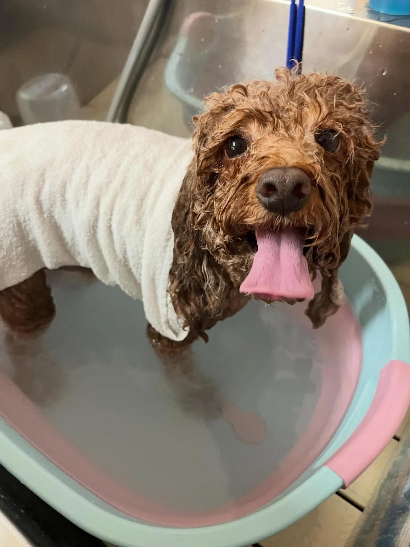 🍃4/25のトリミング🍃プードル🐶｜名東区・千種区・守山区の...