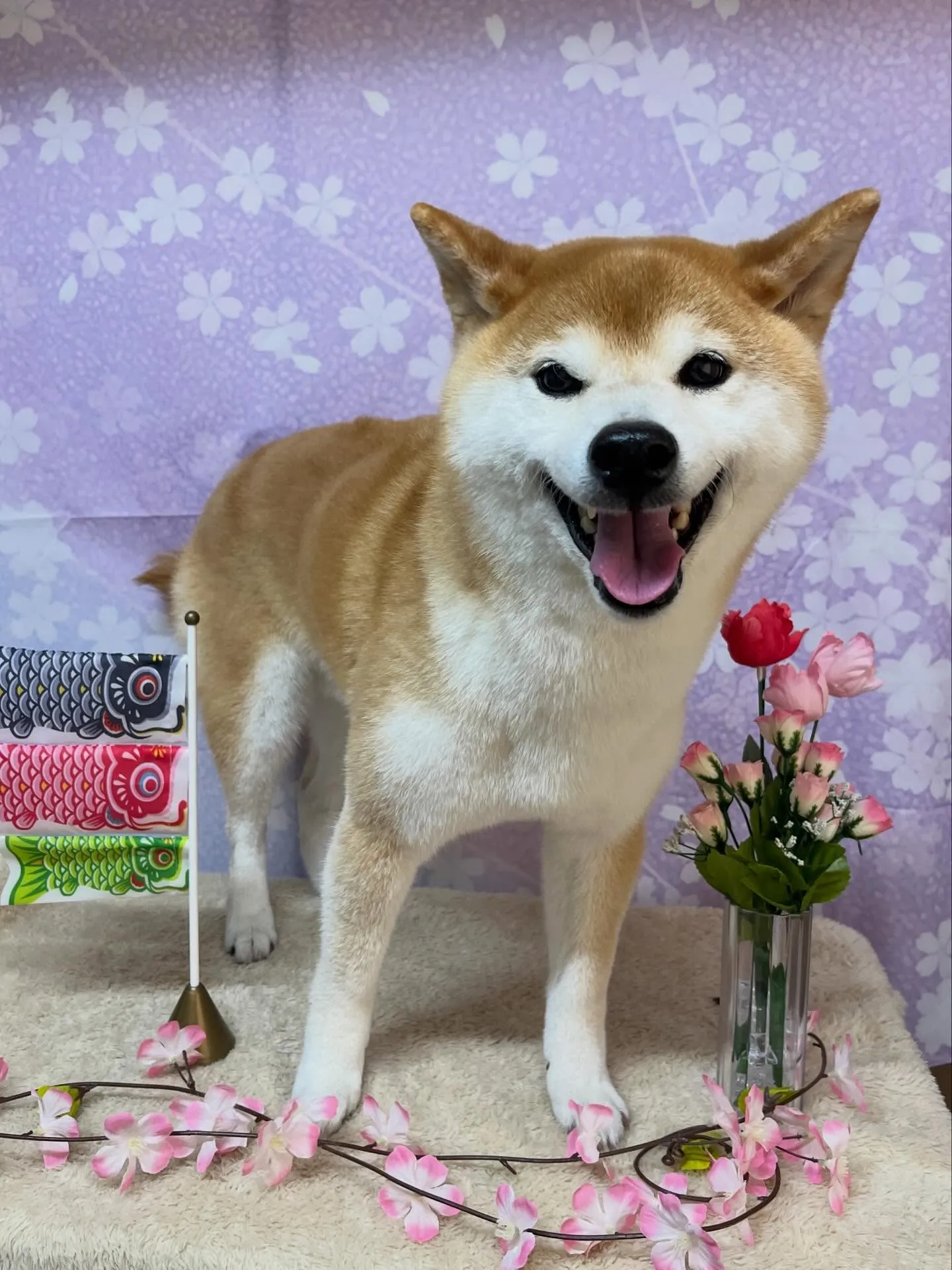 🍃4/25のトリミング🍃柴犬🐶｜名東区・千種区・守山区の動物...