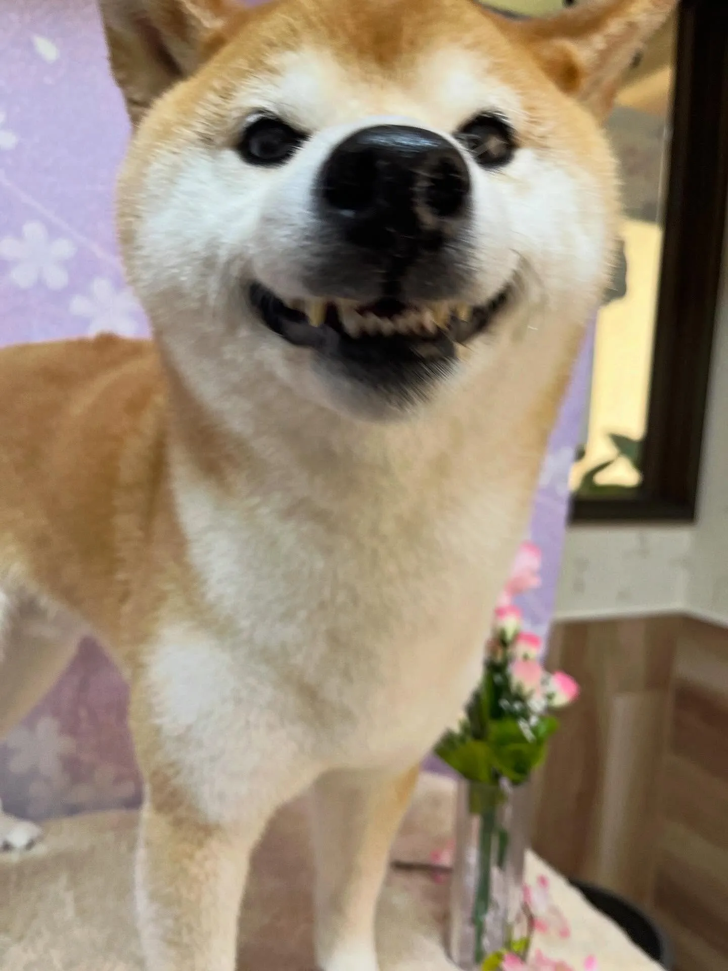 🍃4/25のトリミング🍃柴犬🐶｜名東区・千種区・守山区の動物...