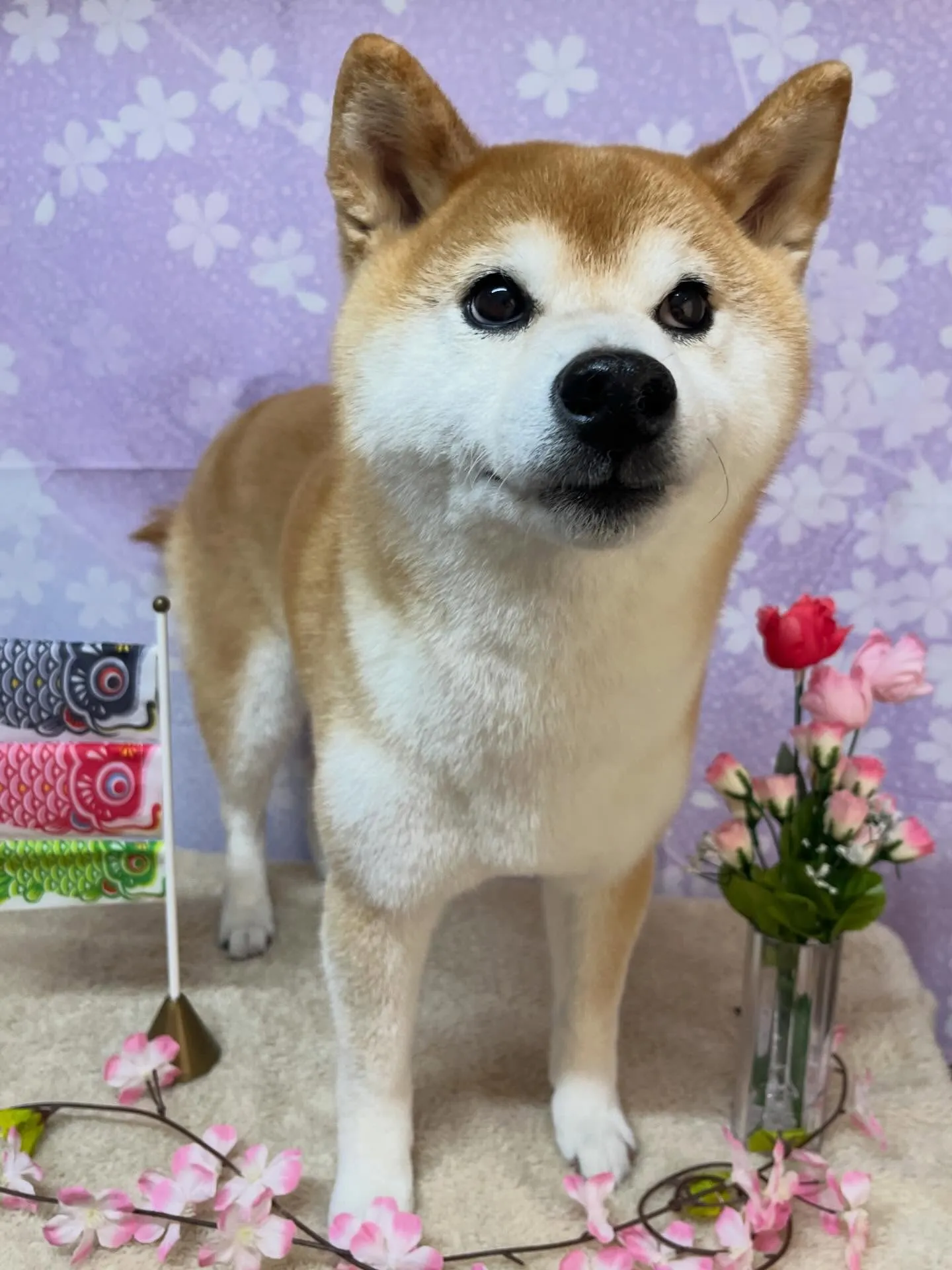 🍃4/25のトリミング🍃柴犬🐶｜名東区・千種区・守山区の動物...