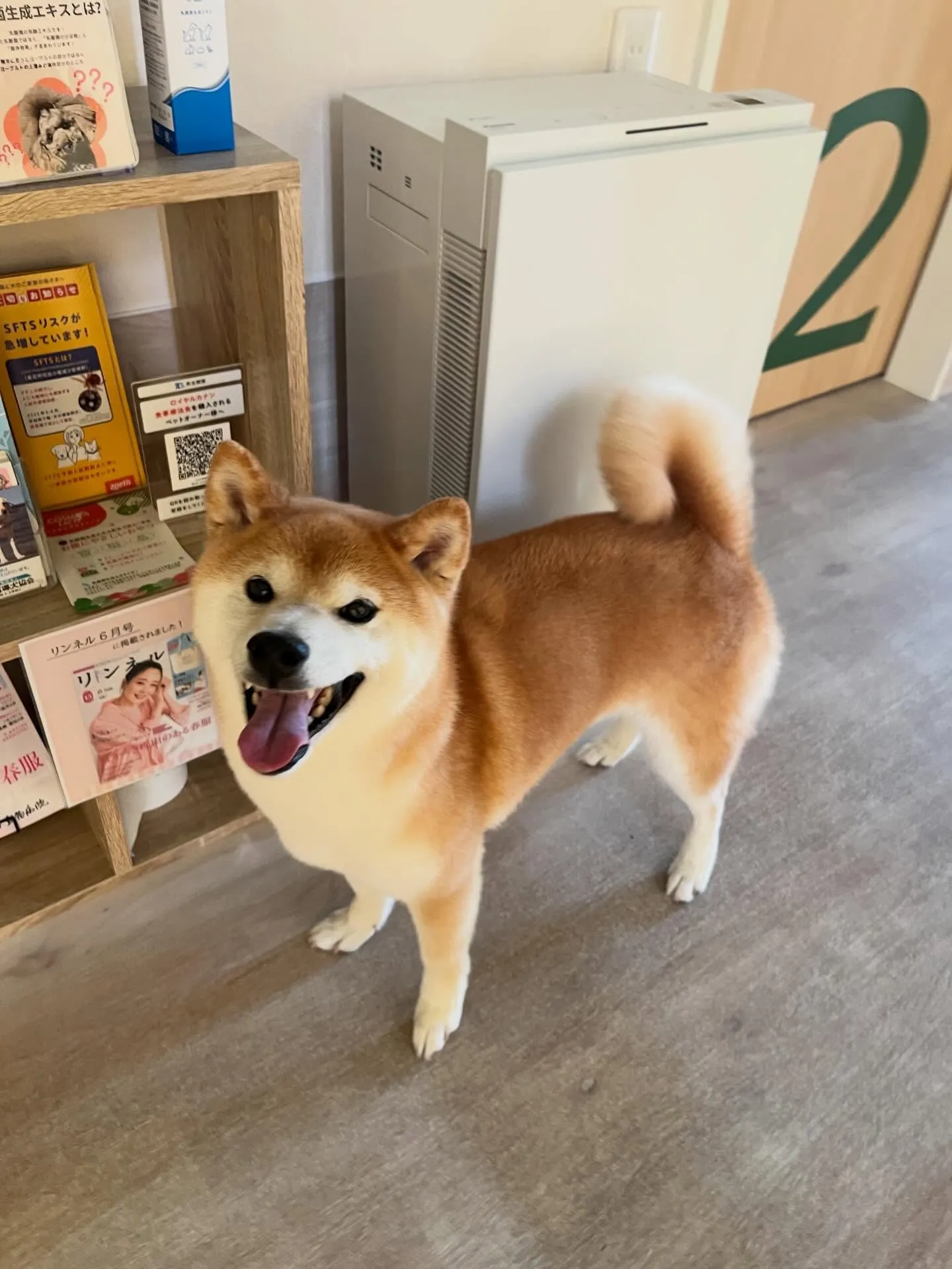 🍃4/25のトリミング🍃柴犬🐶｜名東区・千種区・守山区の動物...