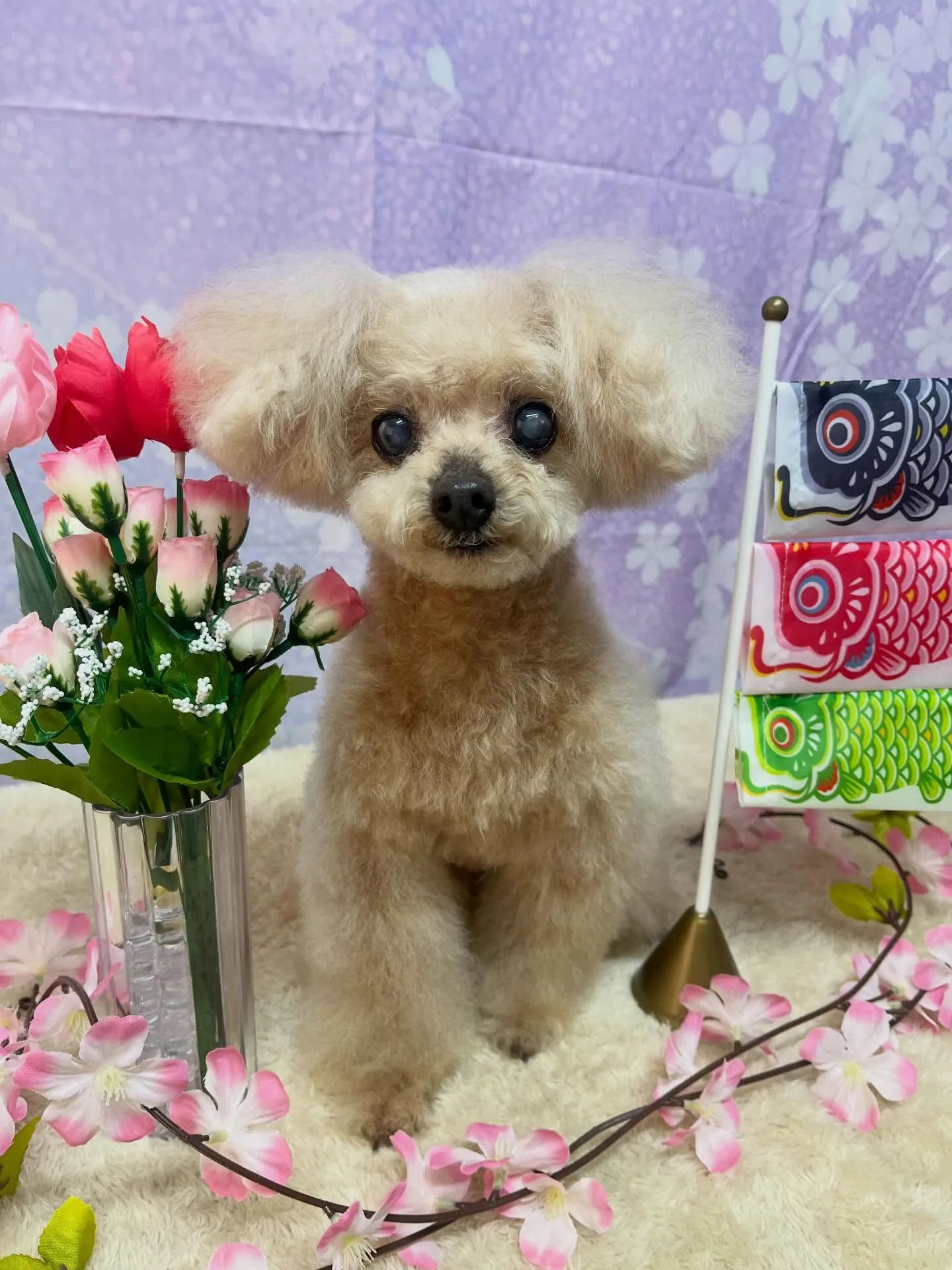 🍃4/25のトリミング🍃プードル🐶｜名東区・千種区・守山区の...