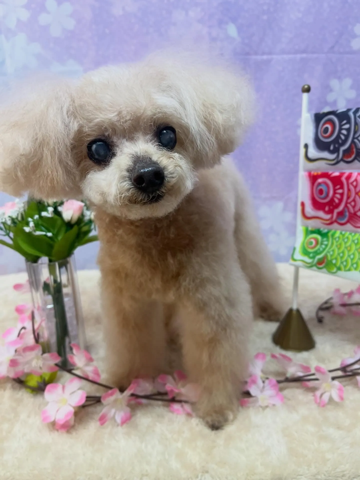 🍃4/25のトリミング🍃プードル🐶｜名東区・千種区・守山区の...
