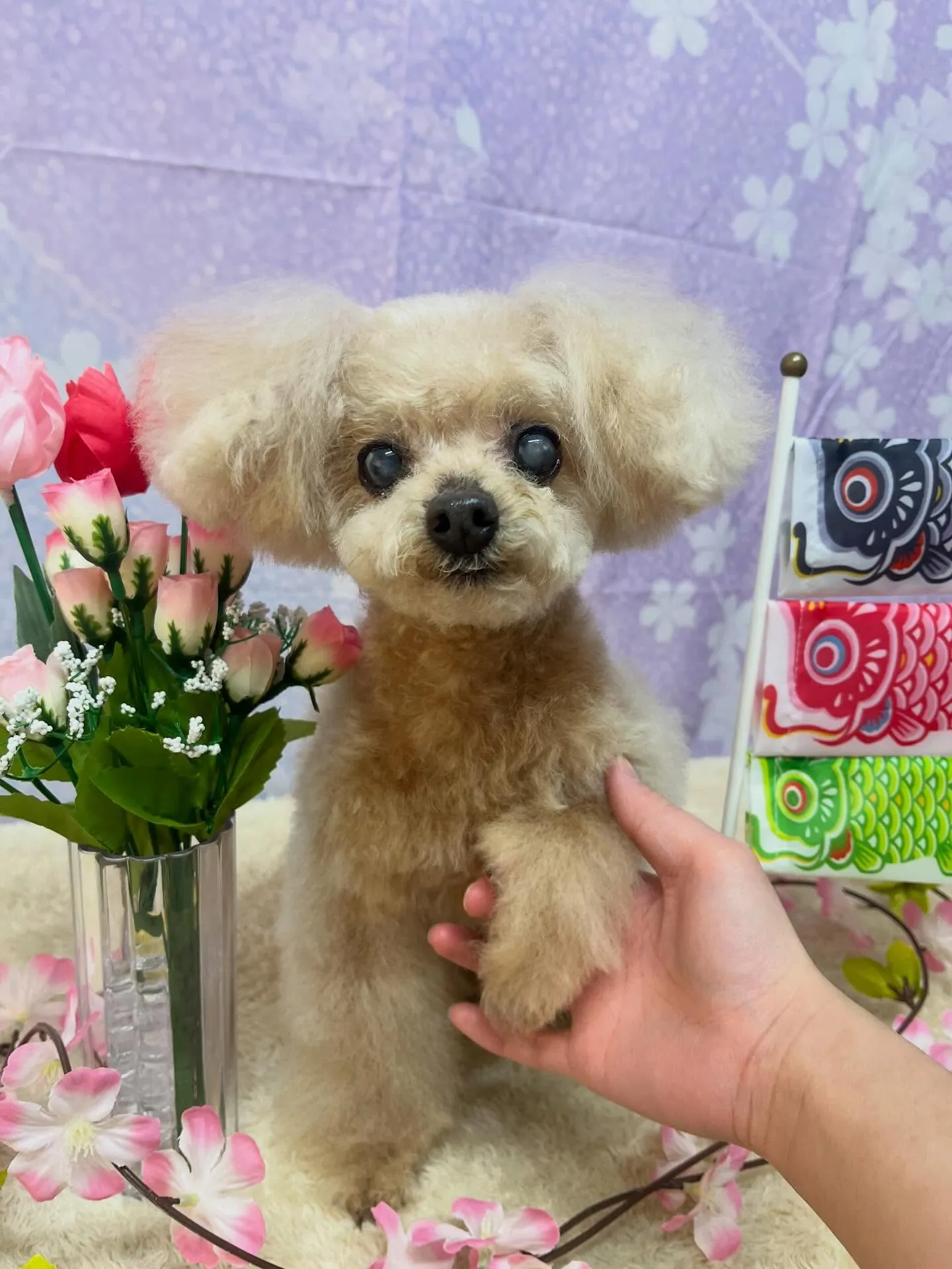 🍃4/25のトリミング🍃プードル🐶｜名東区・千種区・守山区の...