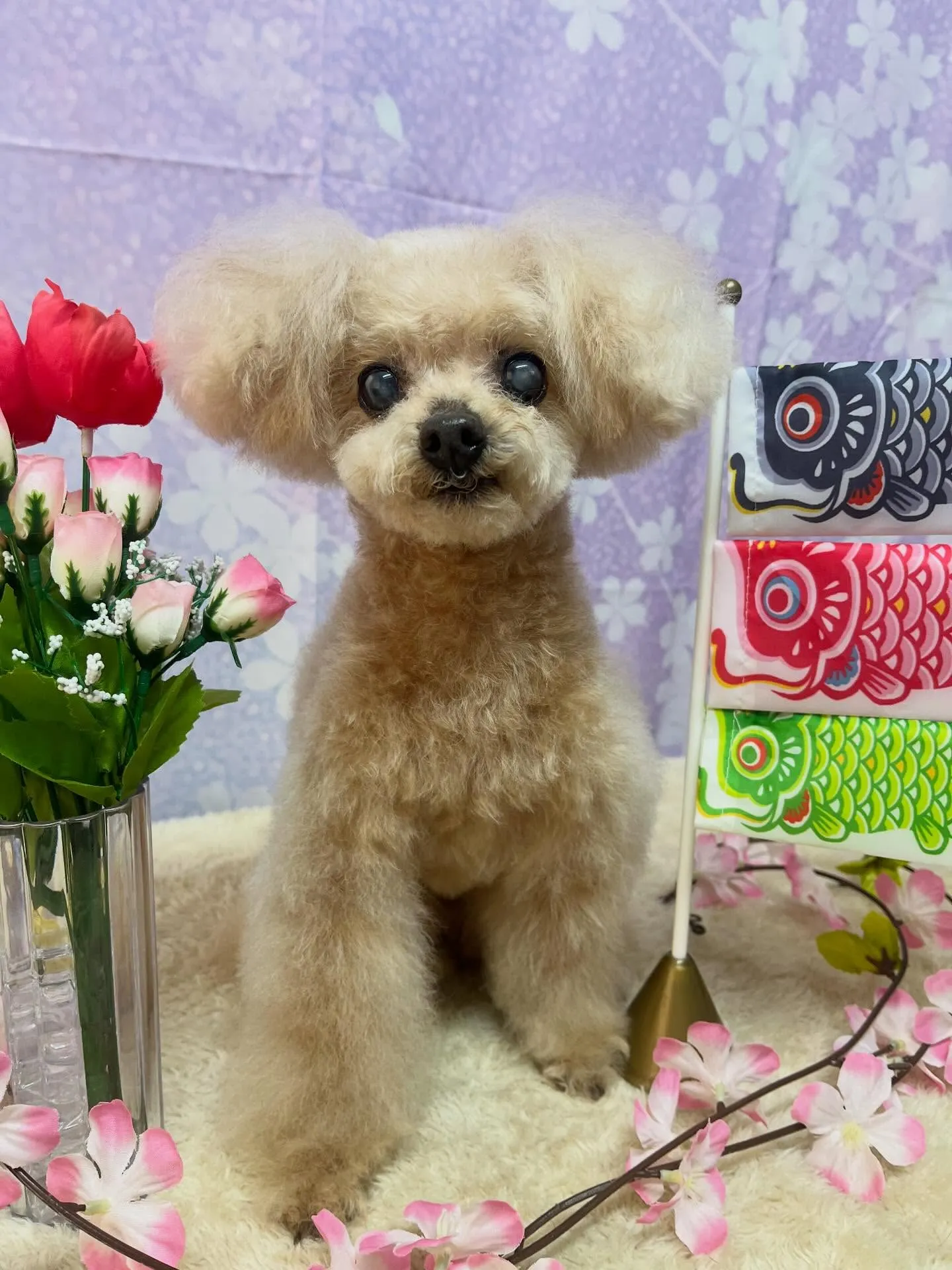 🍃4/25のトリミング🍃プードル🐶｜名東区・千種区・守山区の...