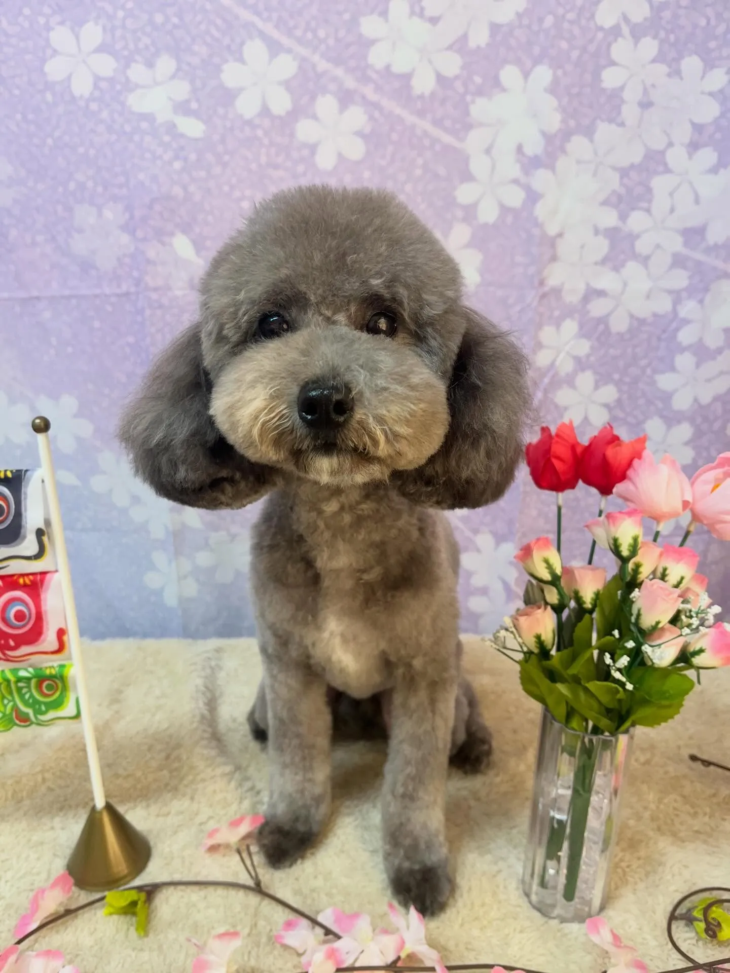 🍃4/25のトリミング🍃プードル🐶｜名東区・千種区・守山区の...