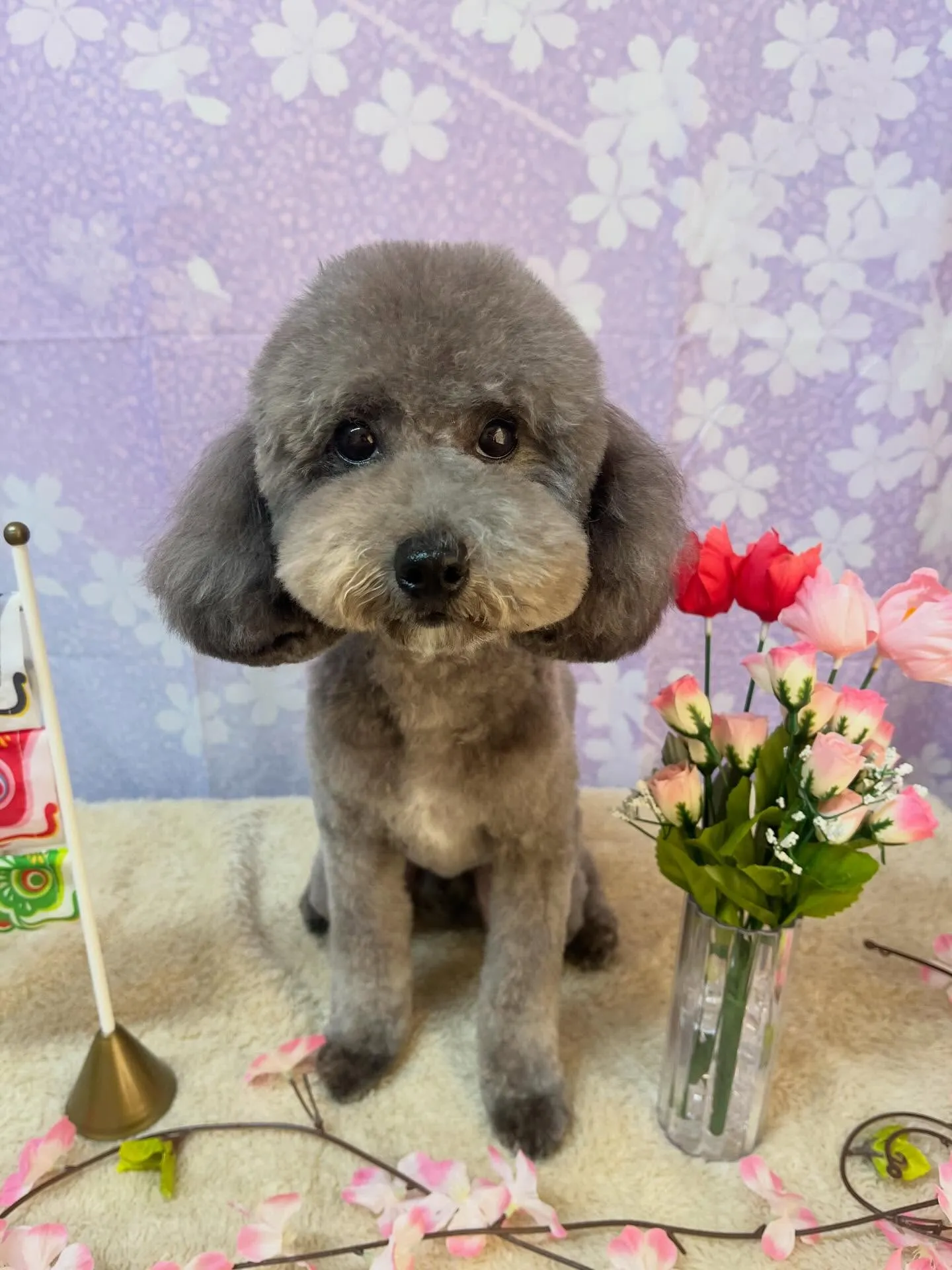 🍃4/25のトリミング🍃プードル🐶｜名東区・千種区・守山区の...