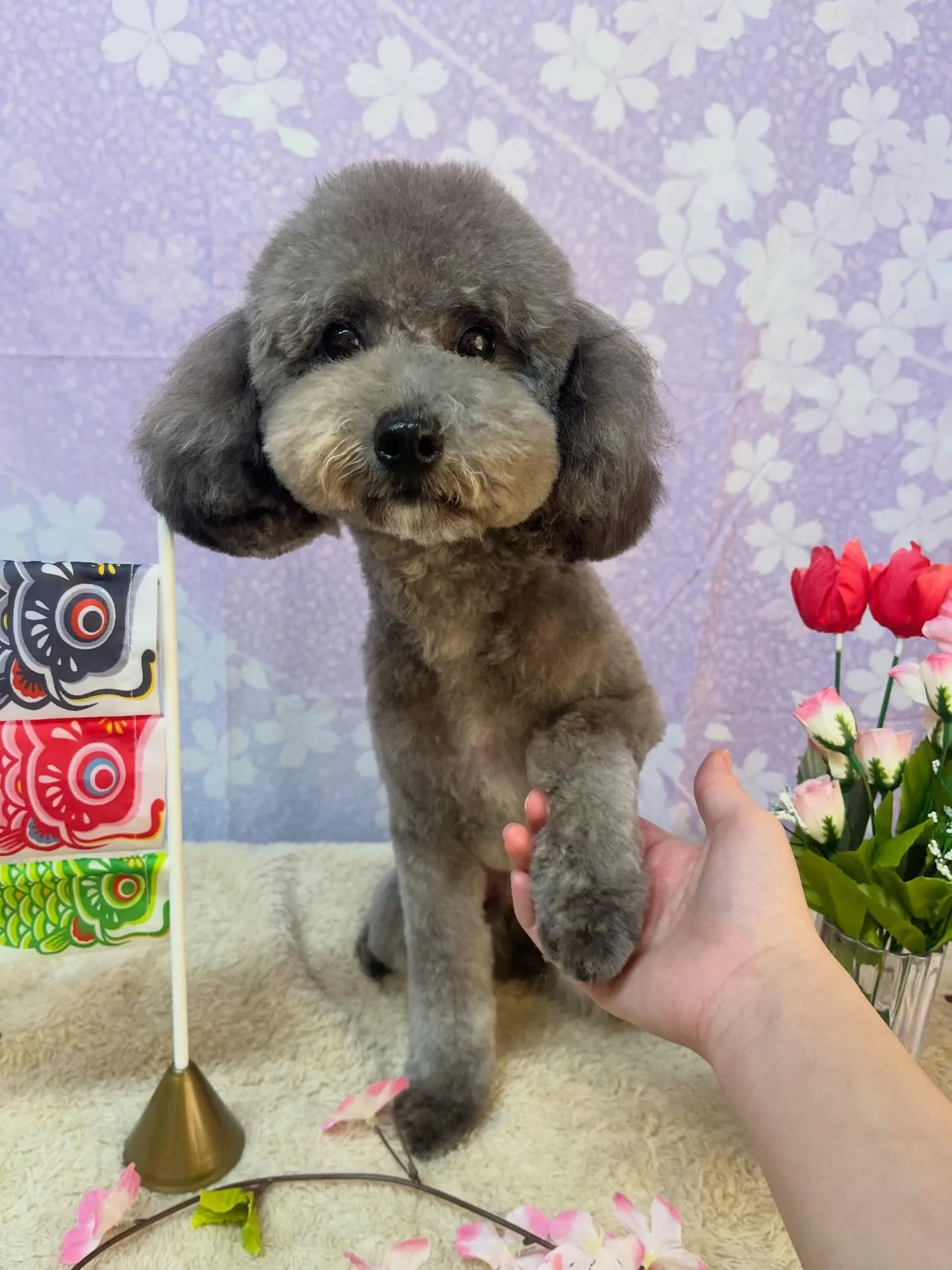 🍃4/25のトリミング🍃プードル🐶｜名東区・千種区・守山区の...