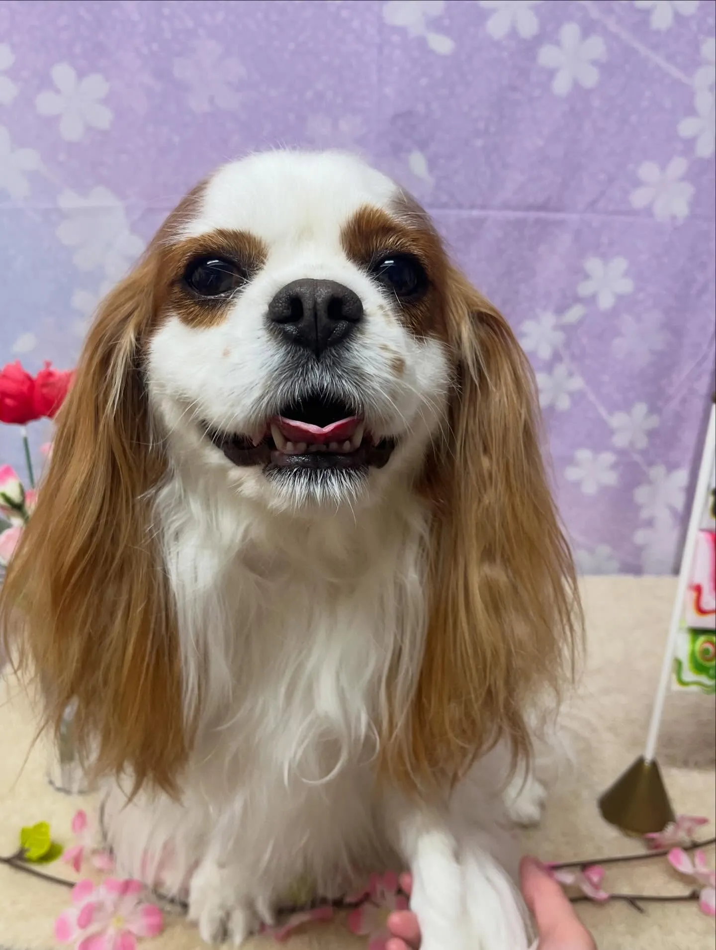 🍃4/25のトリミング🍃キャバリア🐶｜名東区・千種区・守山区...