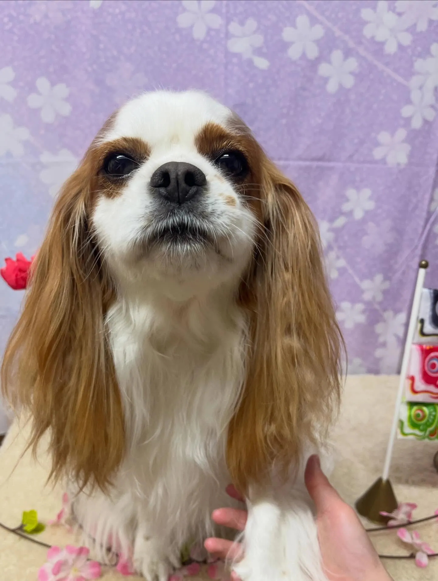 🍃4/25のトリミング🍃キャバリア🐶｜名東区・千種区・守山区...