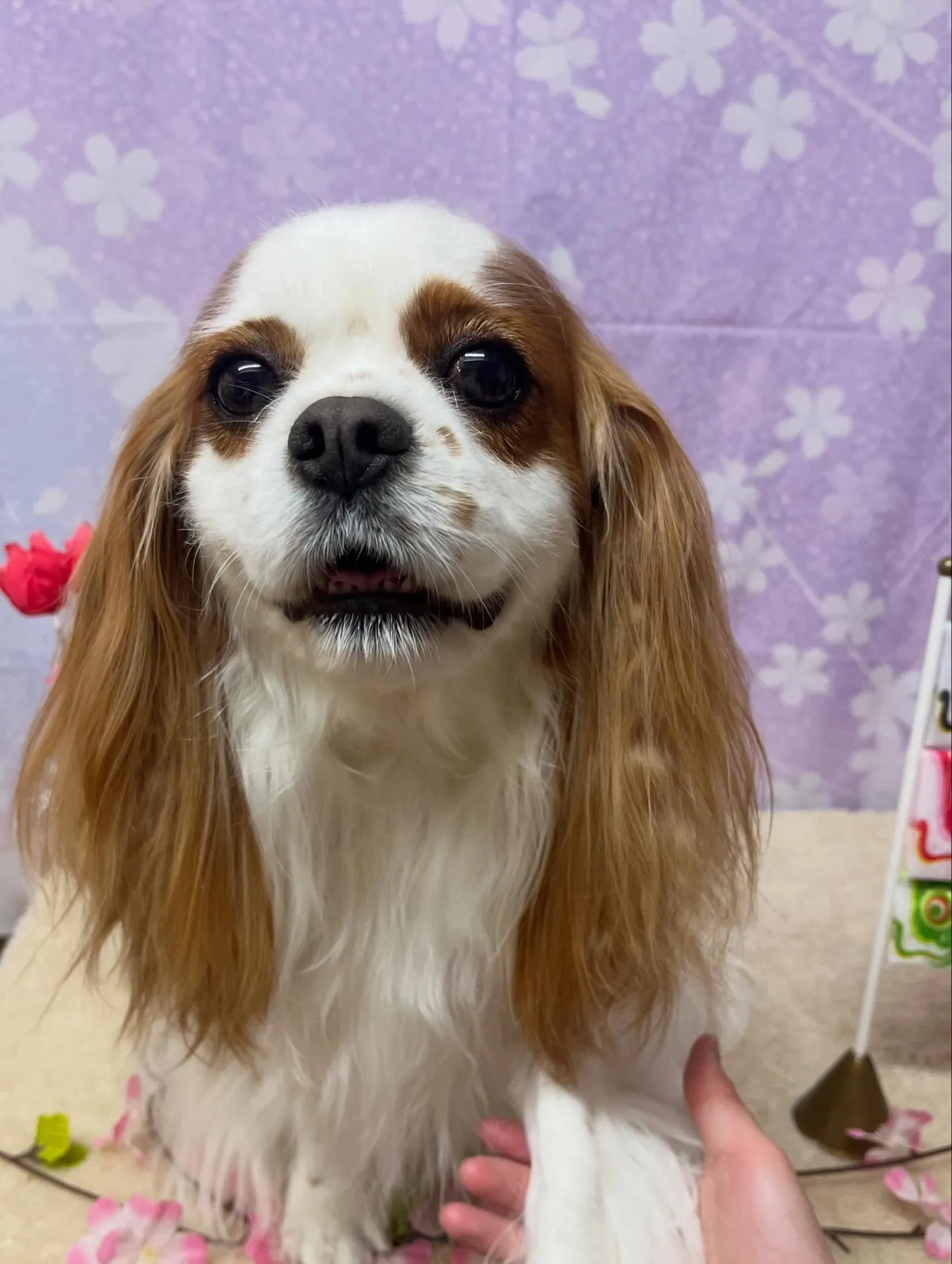🍃4/25のトリミング🍃キャバリア🐶｜名東区・千種区・守山区...