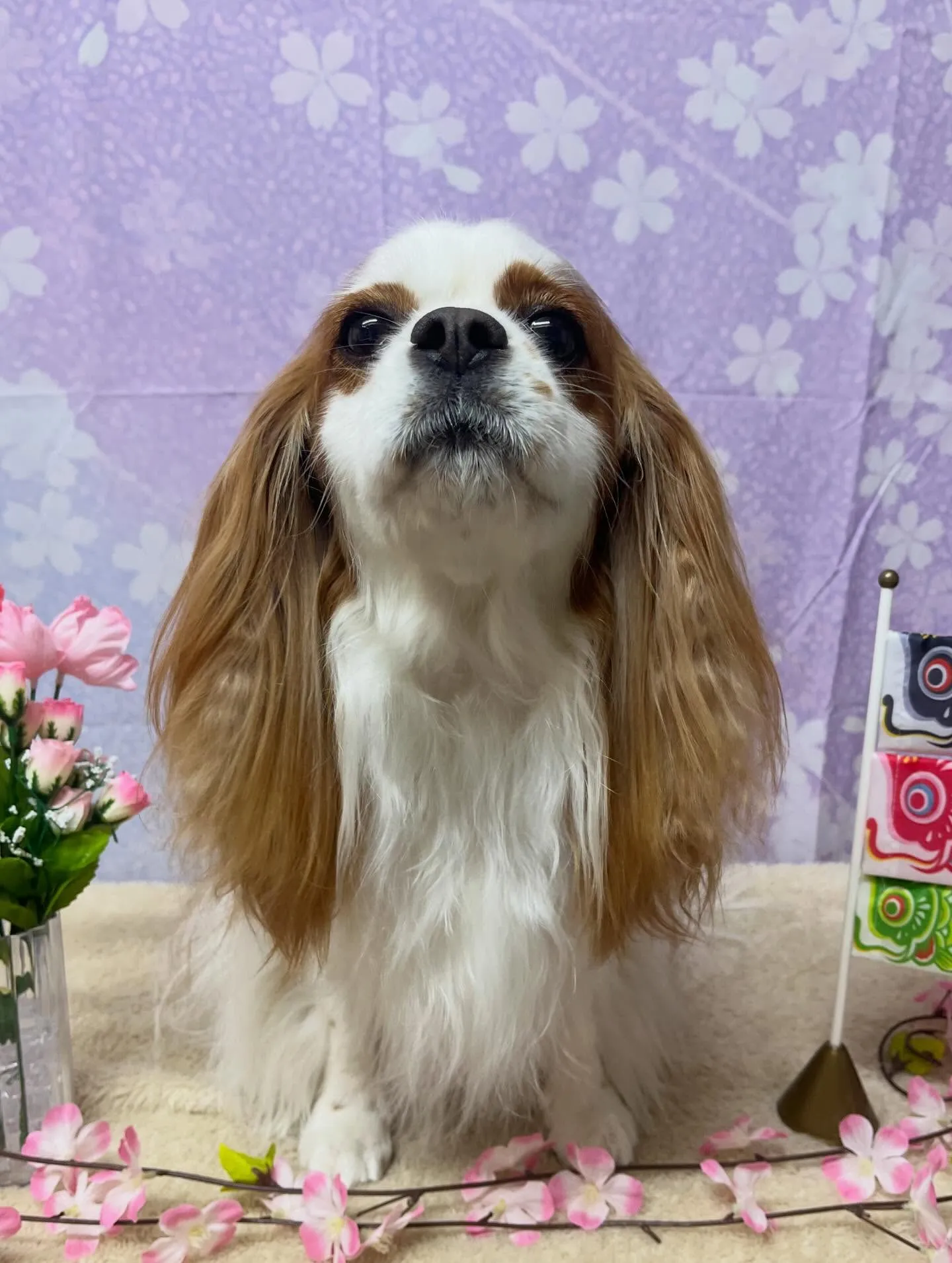 🍃4/25のトリミング🍃キャバリア🐶｜名東区・千種区・守山区...