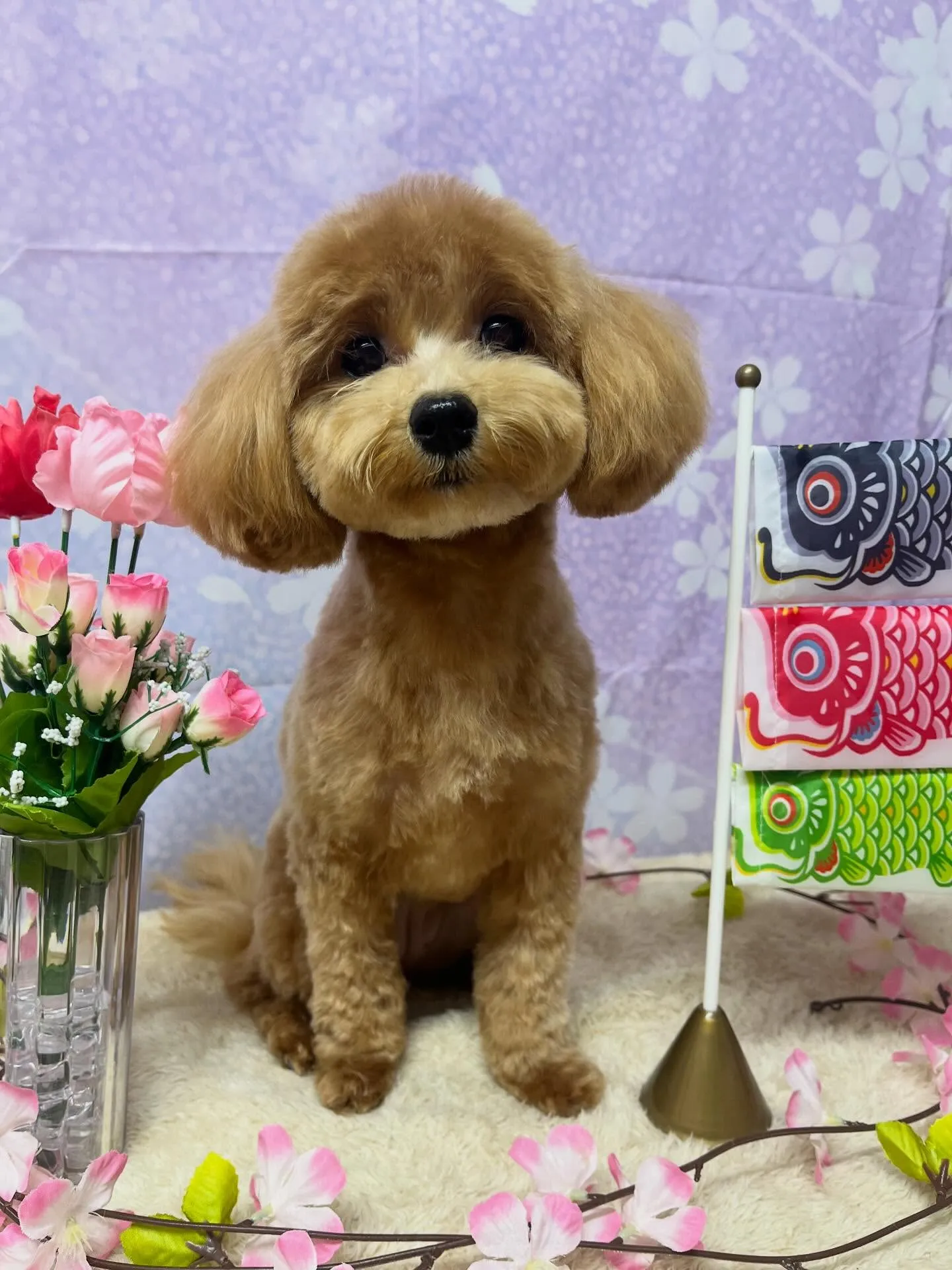 🍃4/26のトリミング🍃ミックス犬🐶｜名東区・千種区・守山区...
