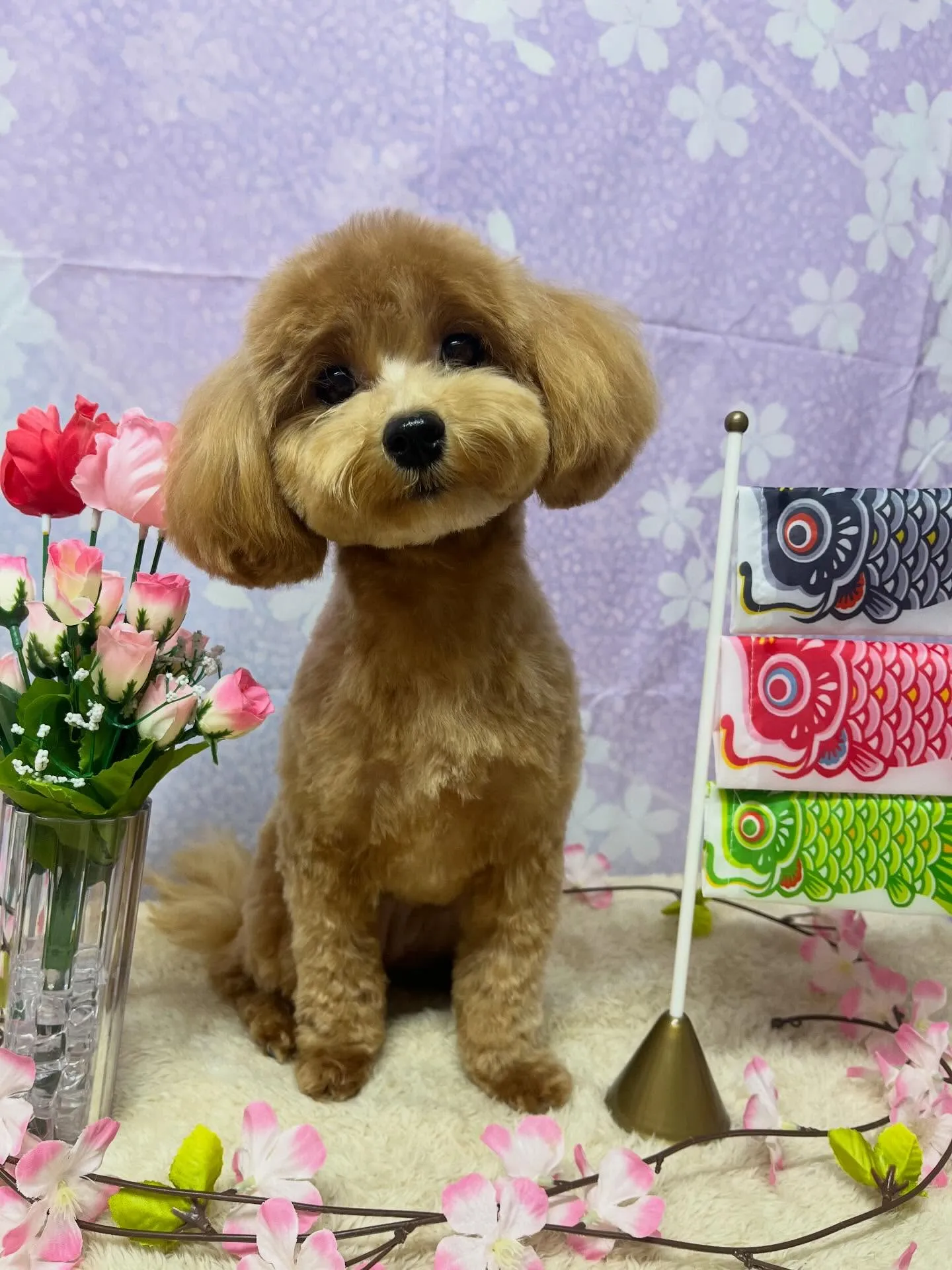 🍃4/26のトリミング🍃ミックス犬🐶｜名東区・千種区・守山区...