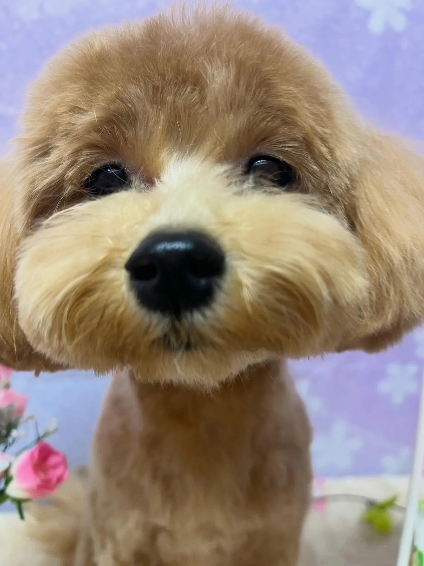 🍃4/26のトリミング🍃ミックス犬🐶｜名東区・千種区・守山区...