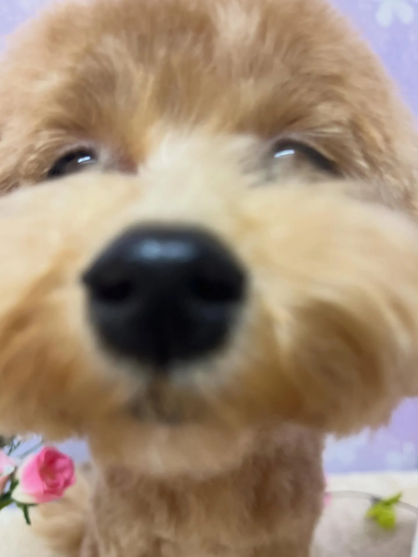 🍃4/26のトリミング🍃ミックス犬🐶｜名東区・千種区・守山区...