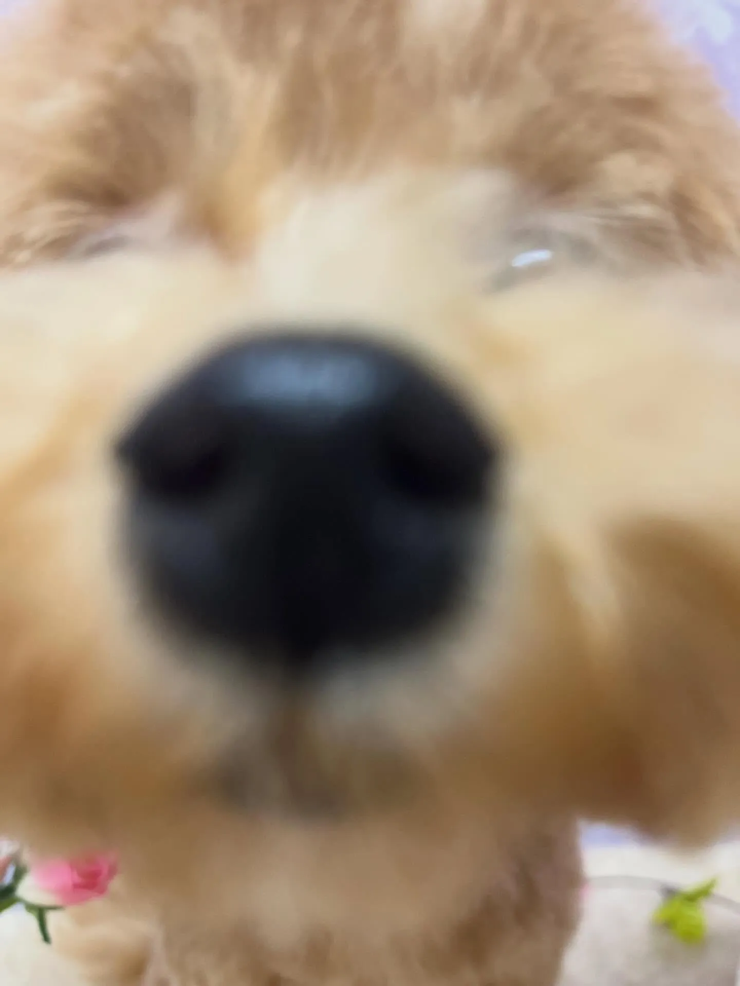 🍃4/26のトリミング🍃ミックス犬🐶｜名東区・千種区・守山区...