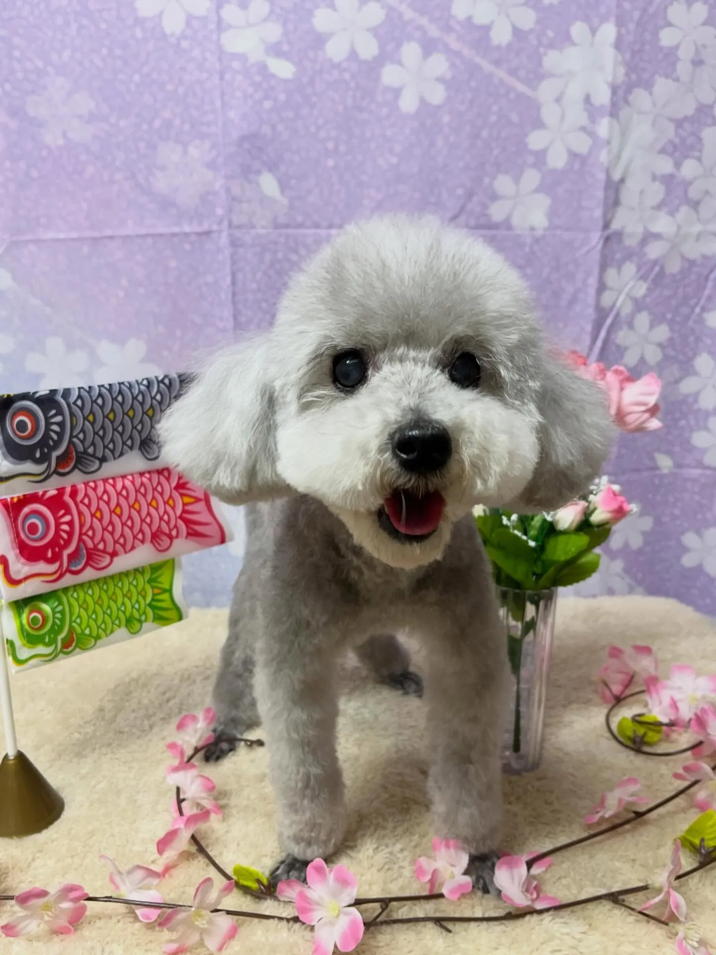 🍃3/25のトリミング🍃プードル🐶｜名東区・千種区・守山区の...