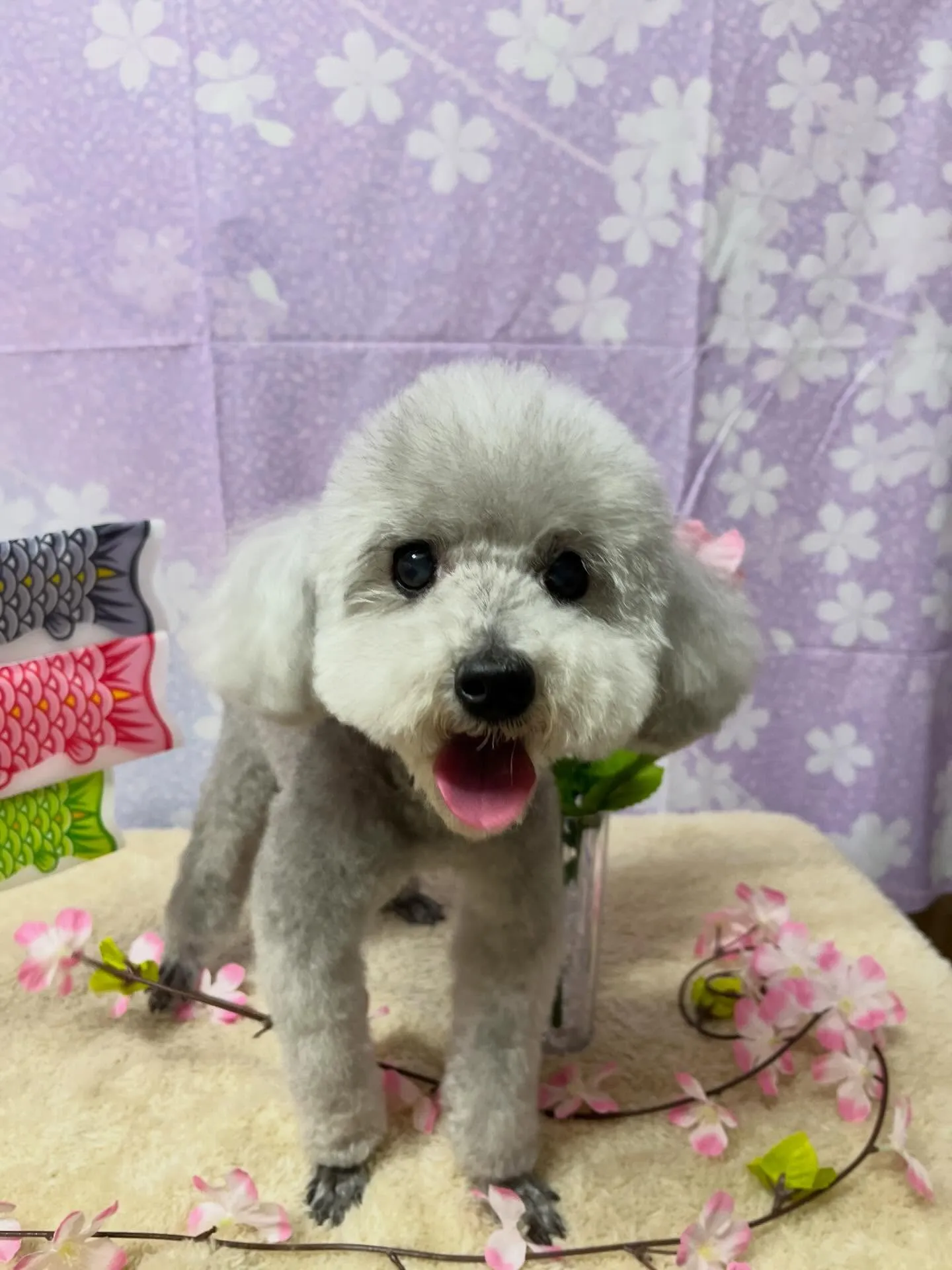 🍃3/25のトリミング🍃プードル🐶｜名東区・千種区・守山区の...