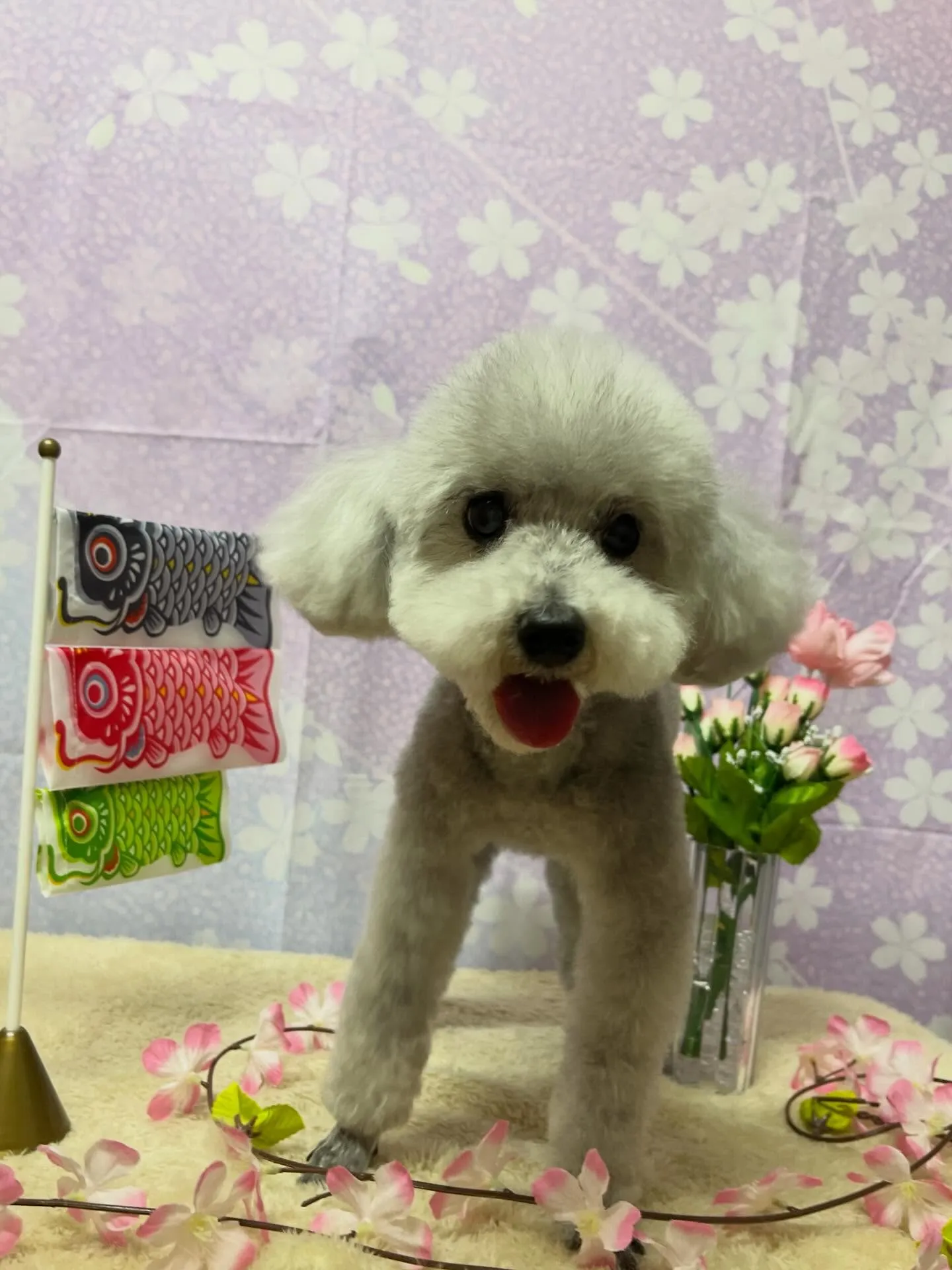 🍃3/25のトリミング🍃プードル🐶｜名東区・千種区・守山区の...