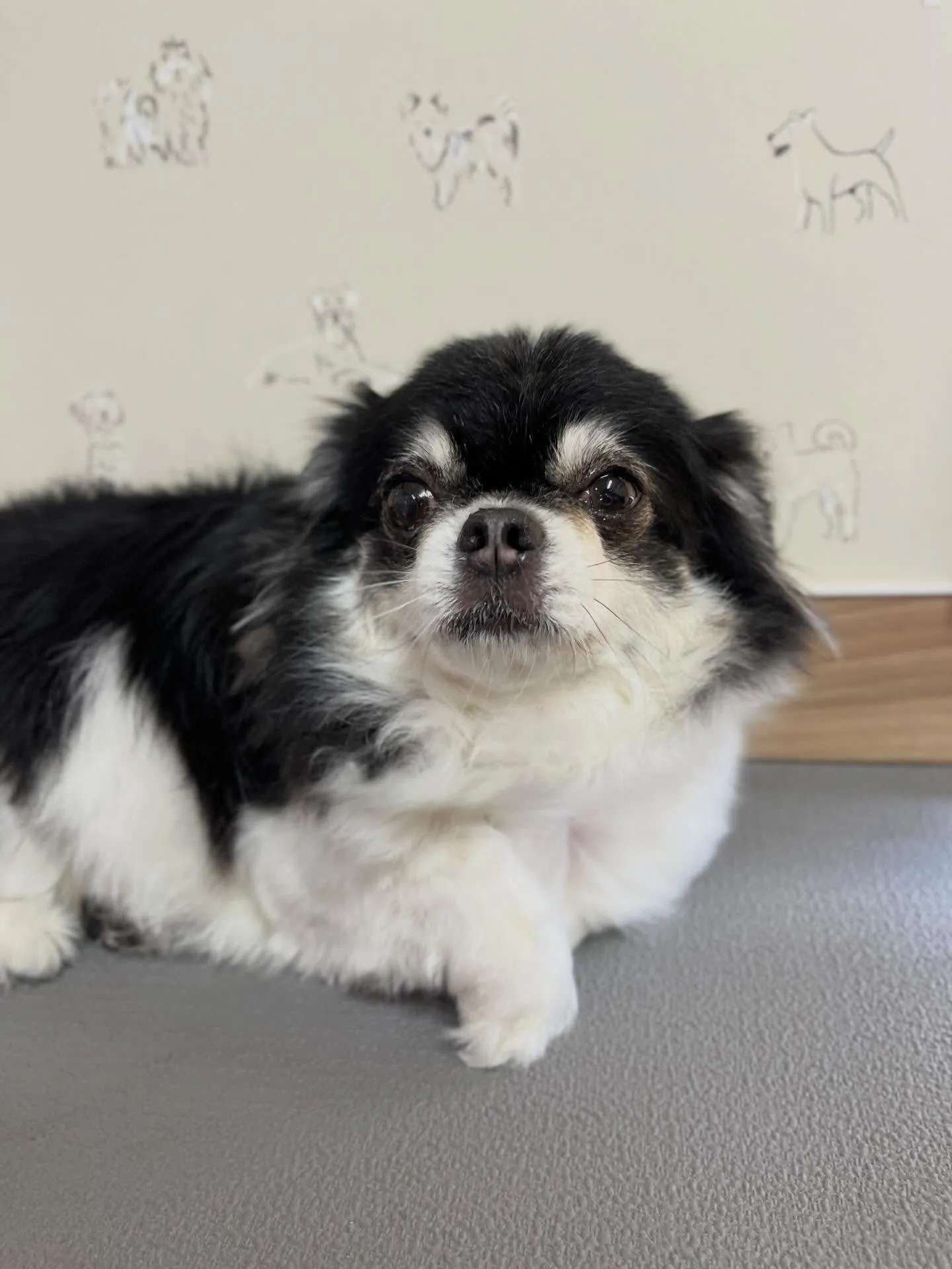 🍃4/26のトリミング🍃チワワ🐶｜名東区・千種区・守山区の動...