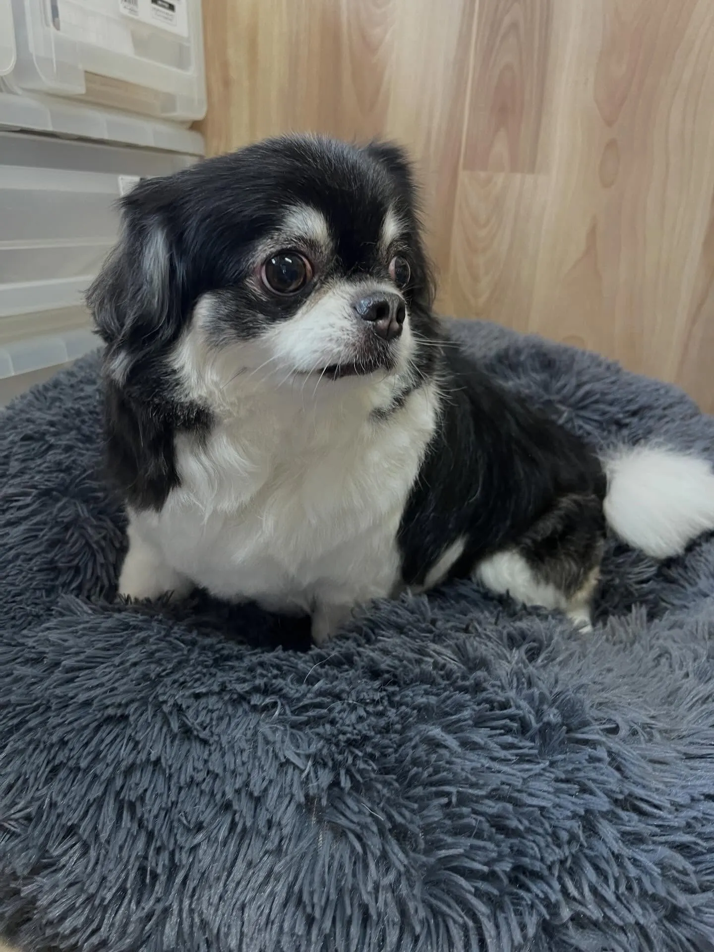 🍃4/26のトリミング🍃チワワ🐶｜名東区・千種区・守山区の動...