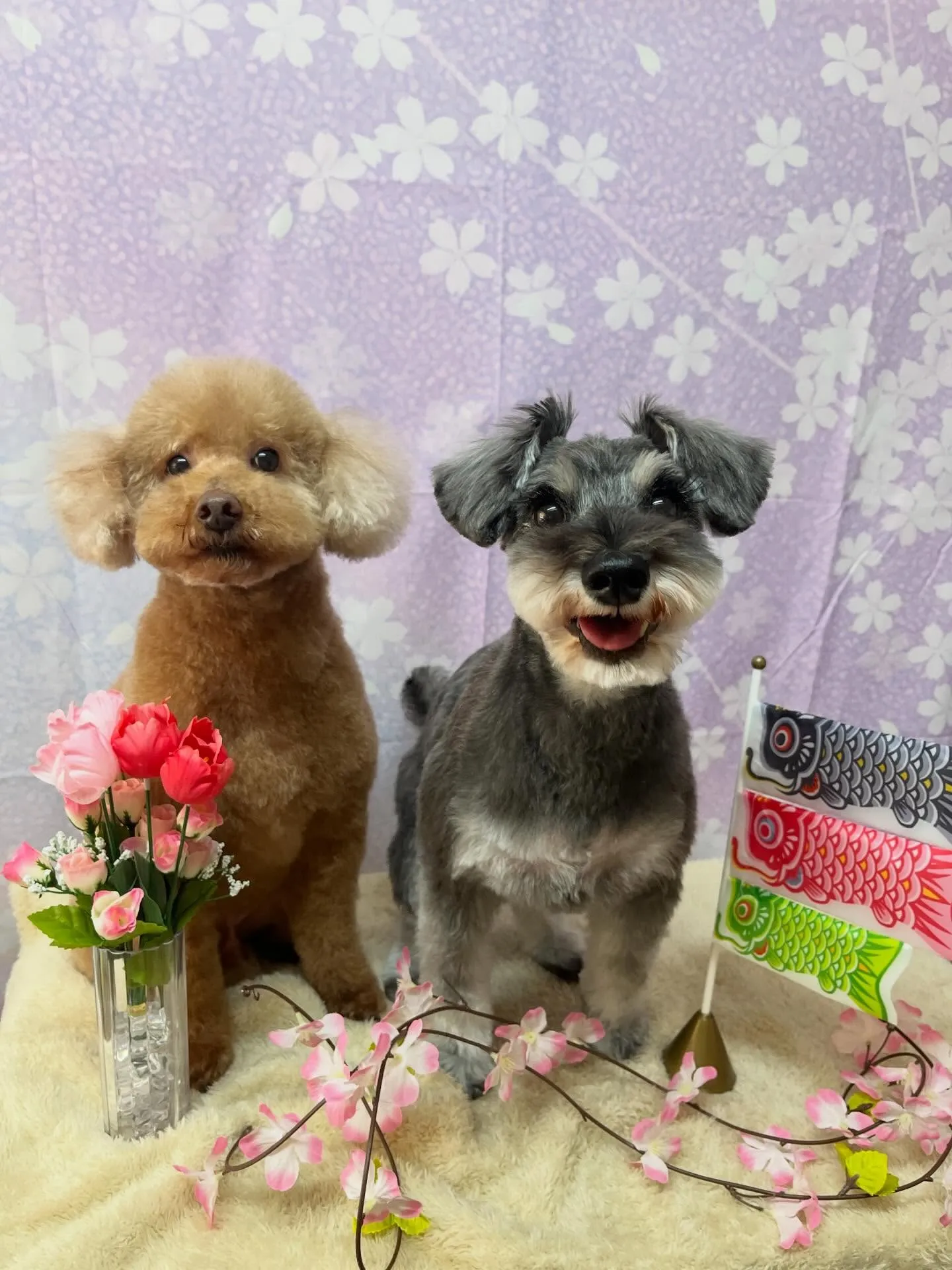 🍃4/26のトリミング🍃プードル🐶シュナウザー🐶｜名東区・千...
