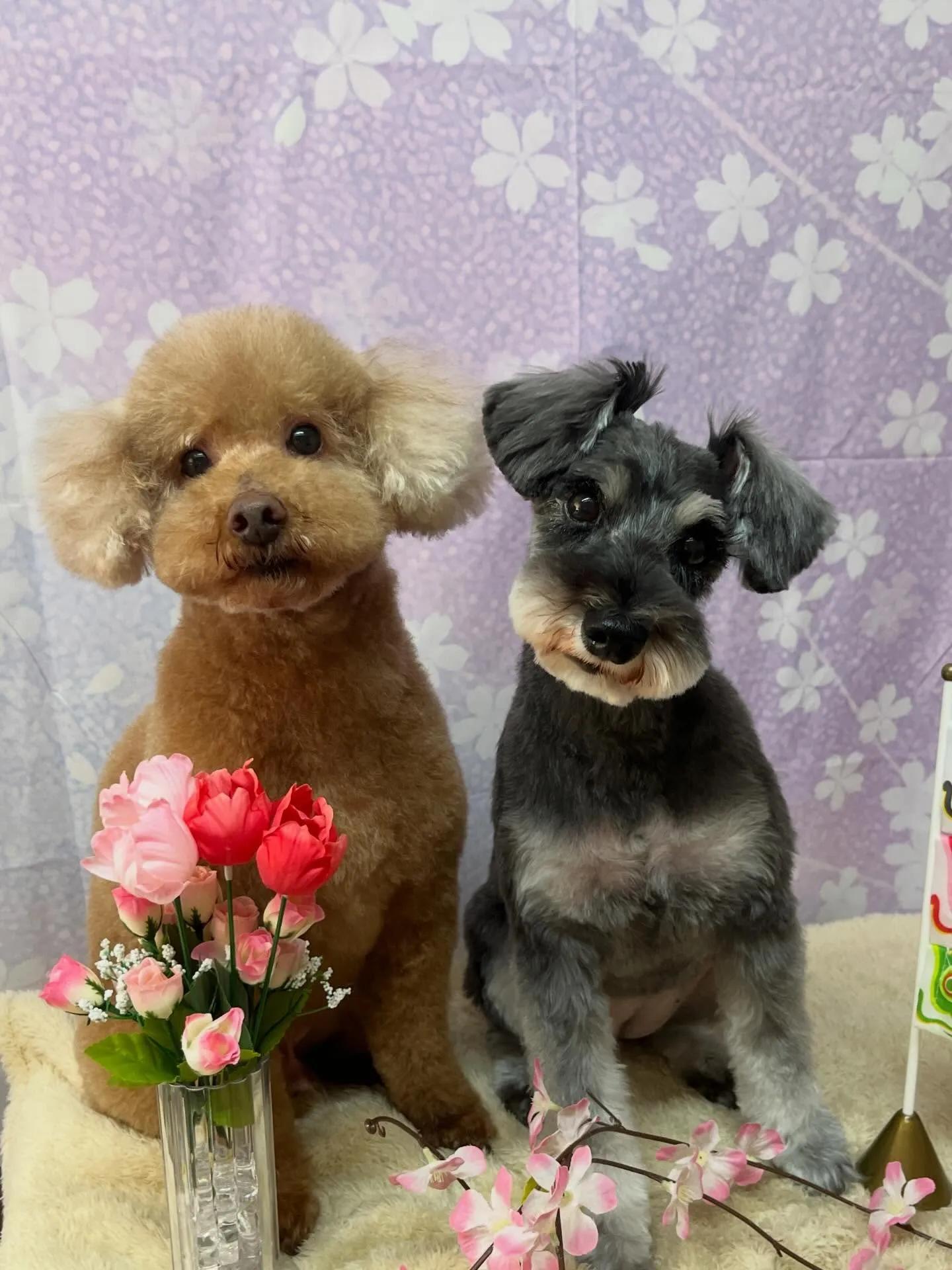 🍃4/26のトリミング🍃プードル🐶シュナウザー🐶｜名東区・千...