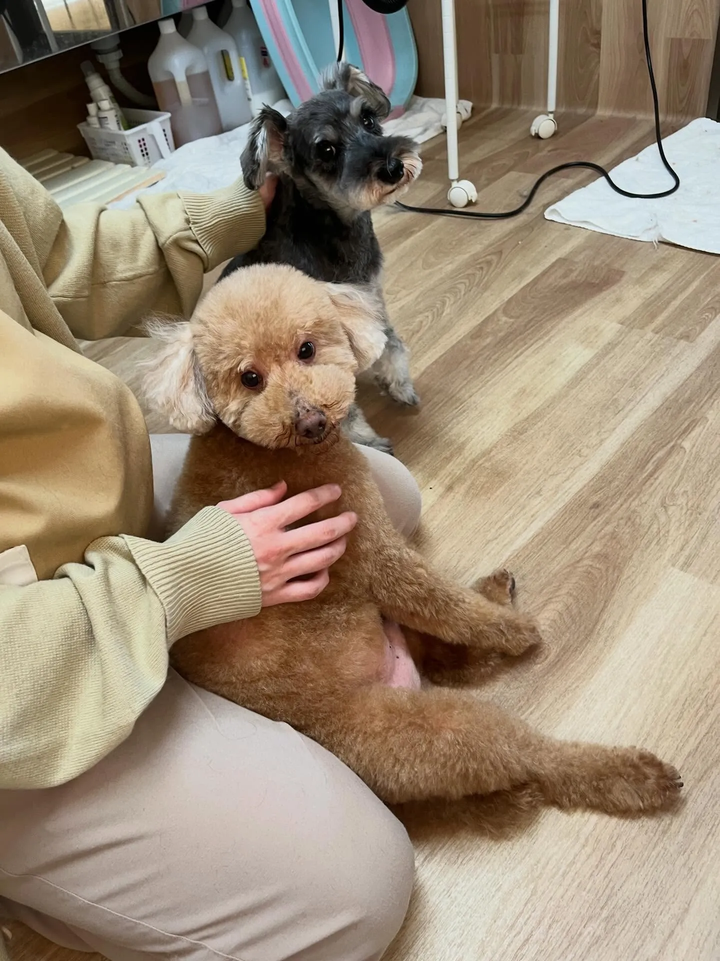 🍃4/26のトリミング🍃プードル🐶シュナウザー🐶｜名東区・千...