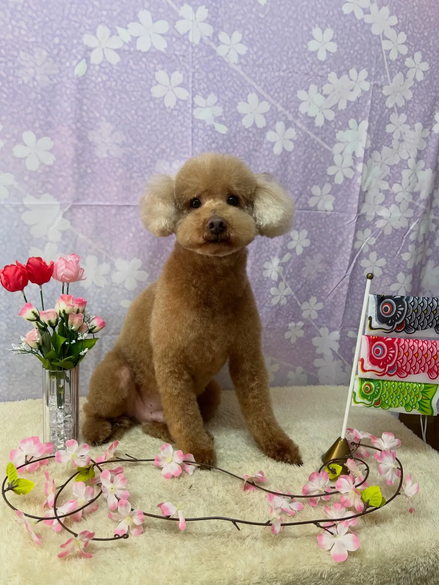 🍃4/26のトリミング🍃プードル🐶シュナウザー🐶｜名東区・千...