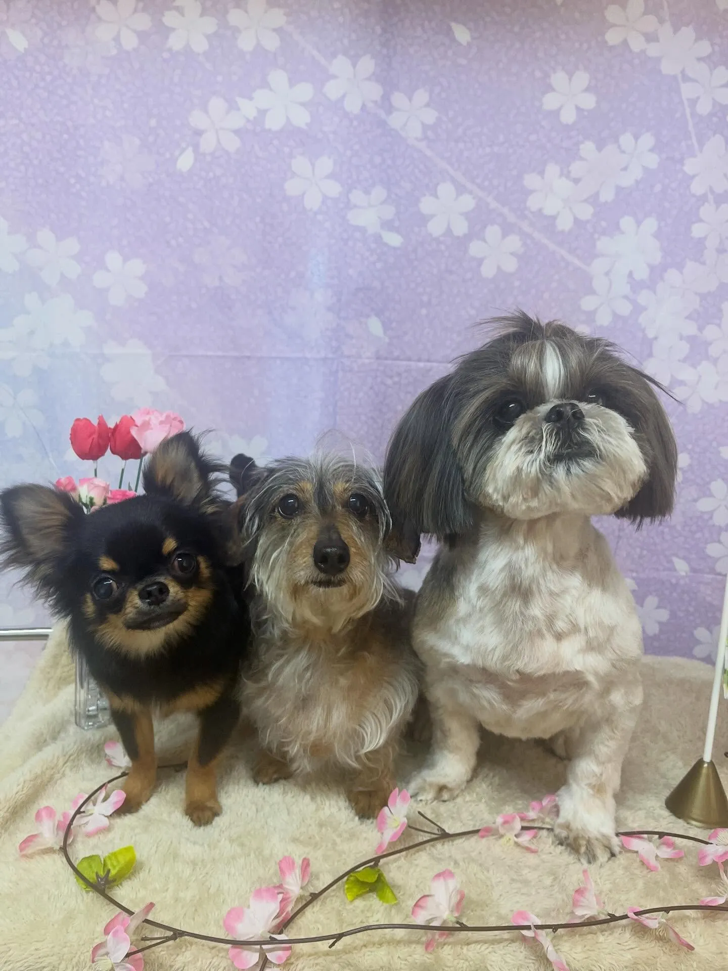 🍃4/28のトリミング🍃シーズー🐶ダックス🐶チワワ🐶｜名東区...