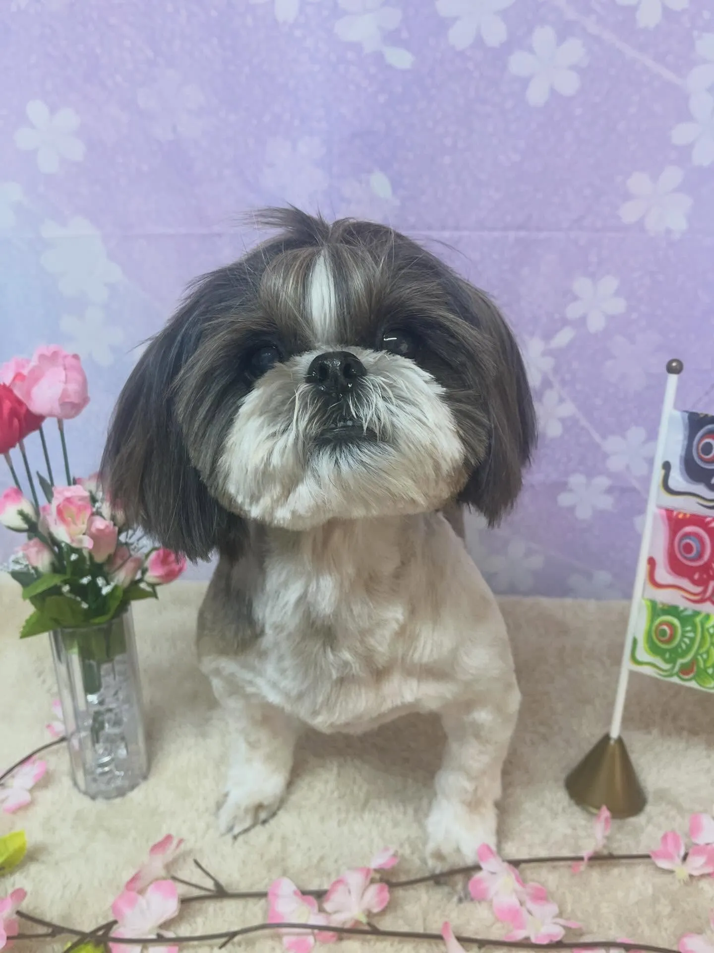 🍃4/28のトリミング🍃シーズー🐶ダックス🐶チワワ🐶｜名東区...
