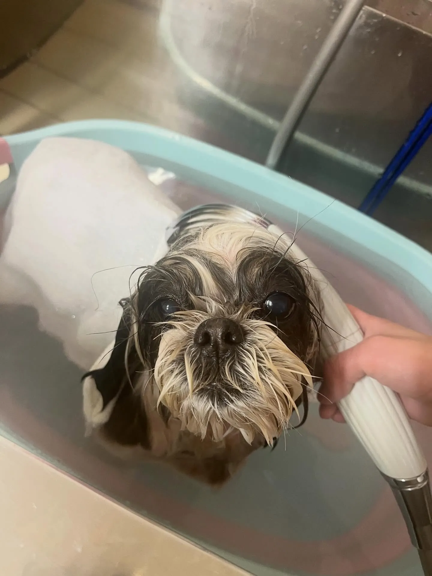🍃4/28のトリミング🍃シーズー🐶ダックス🐶チワワ🐶｜名東区...