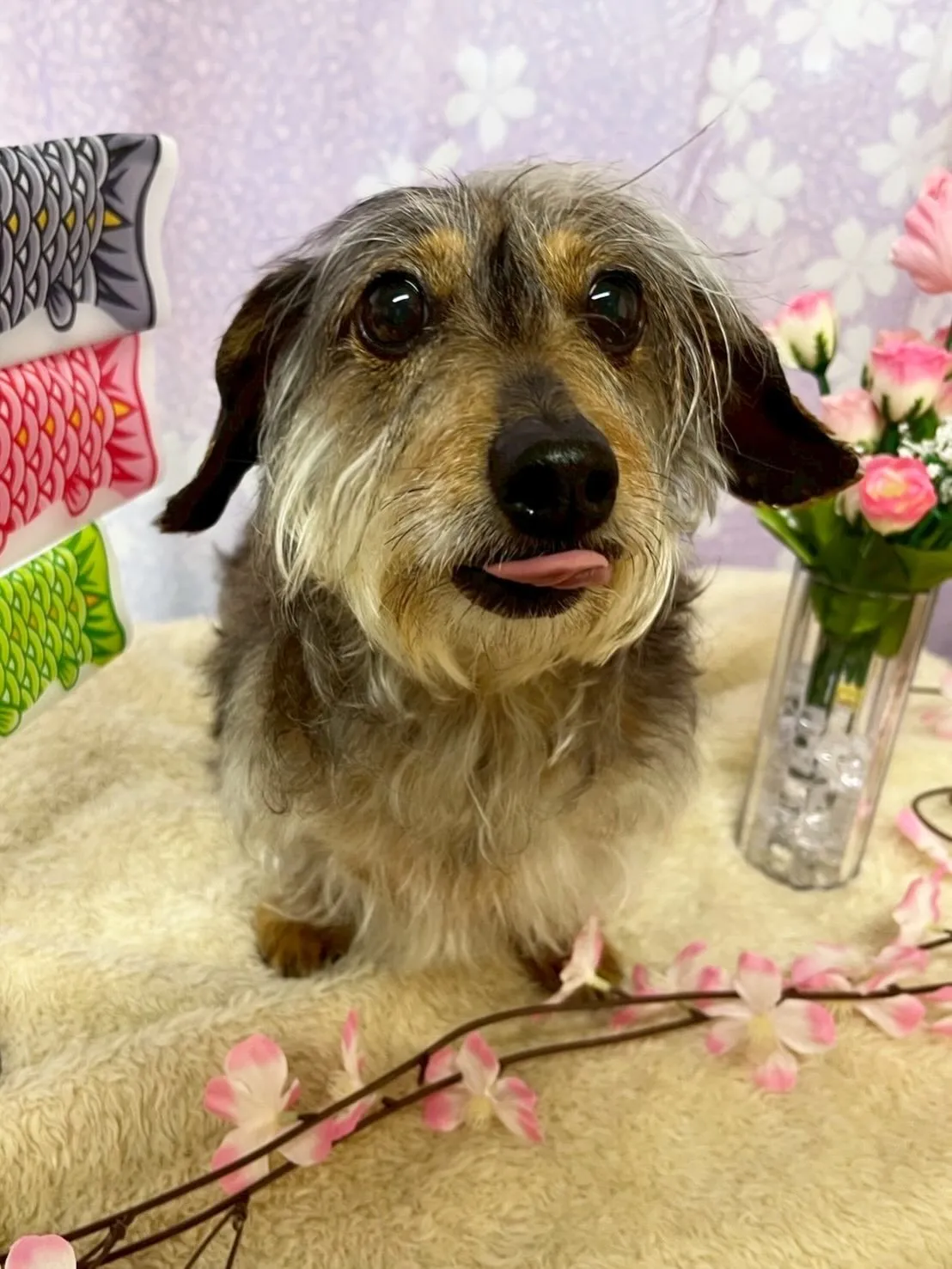 🍃4/28のトリミング🍃シーズー🐶ダックス🐶チワワ🐶｜名東区...