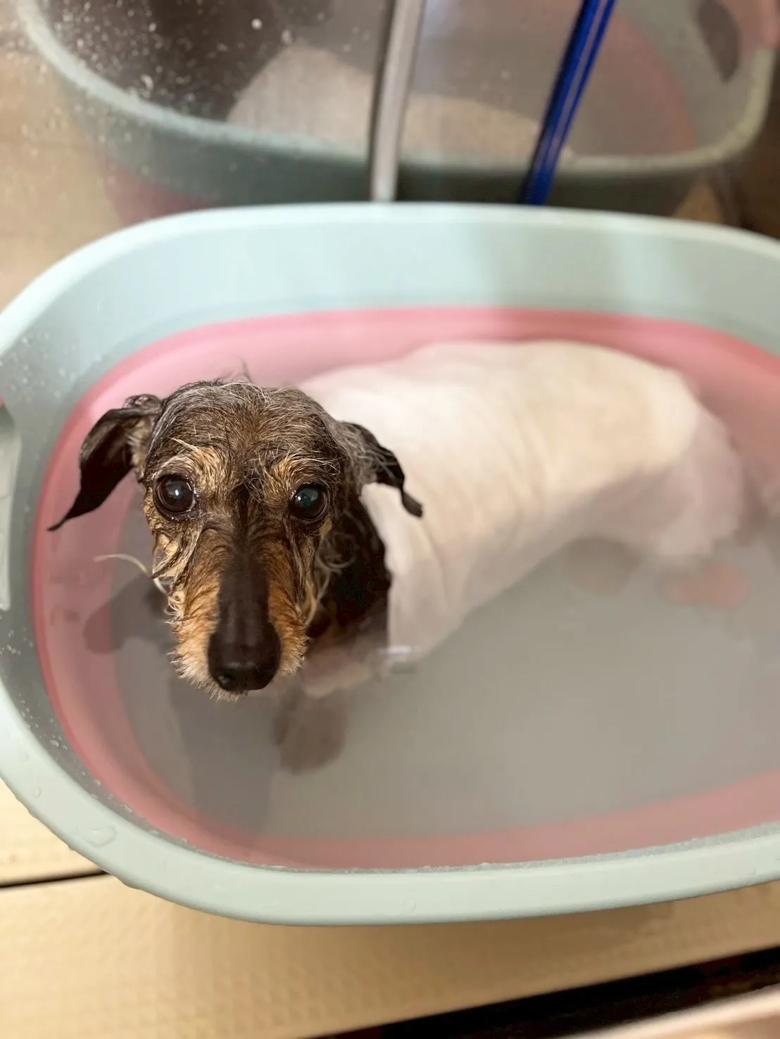🍃4/28のトリミング🍃シーズー🐶ダックス🐶チワワ🐶｜名東区...