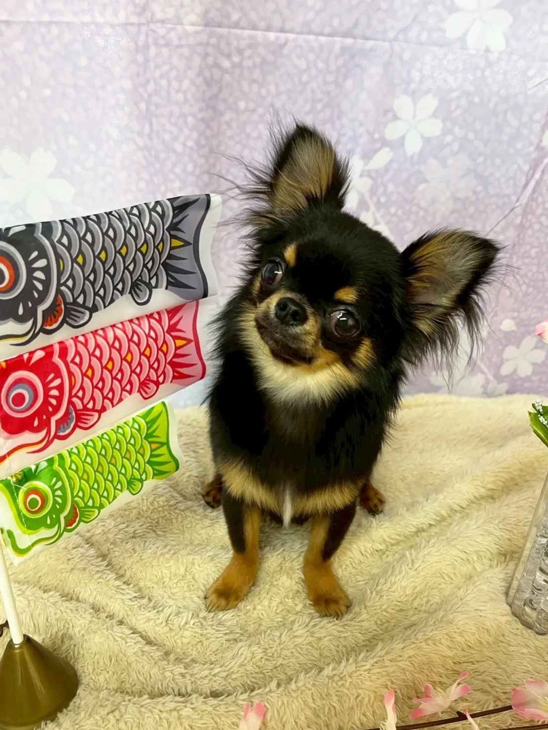 🍃4/28のトリミング🍃シーズー🐶ダックス🐶チワワ🐶｜名東区...