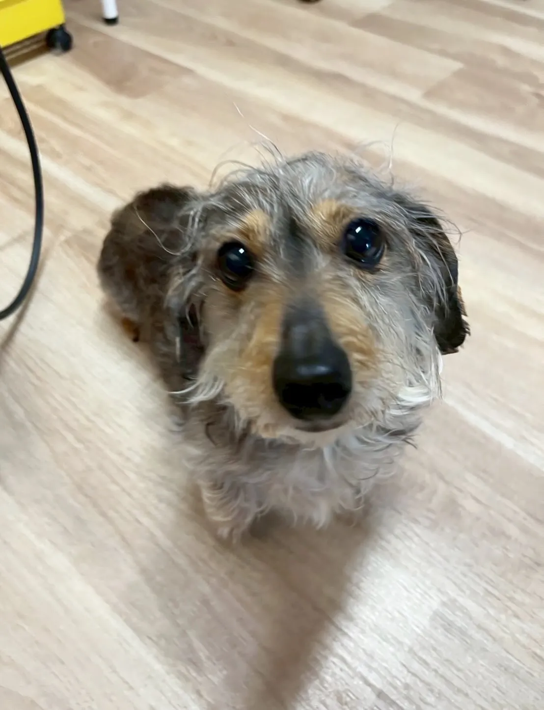 🍃4/28のトリミング🍃シーズー🐶ダックス🐶チワワ🐶｜名東区...