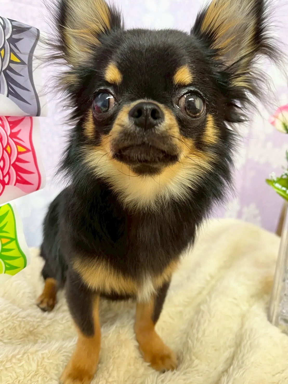 🍃4/28のトリミング🍃シーズー🐶ダックス🐶チワワ🐶｜名東区...
