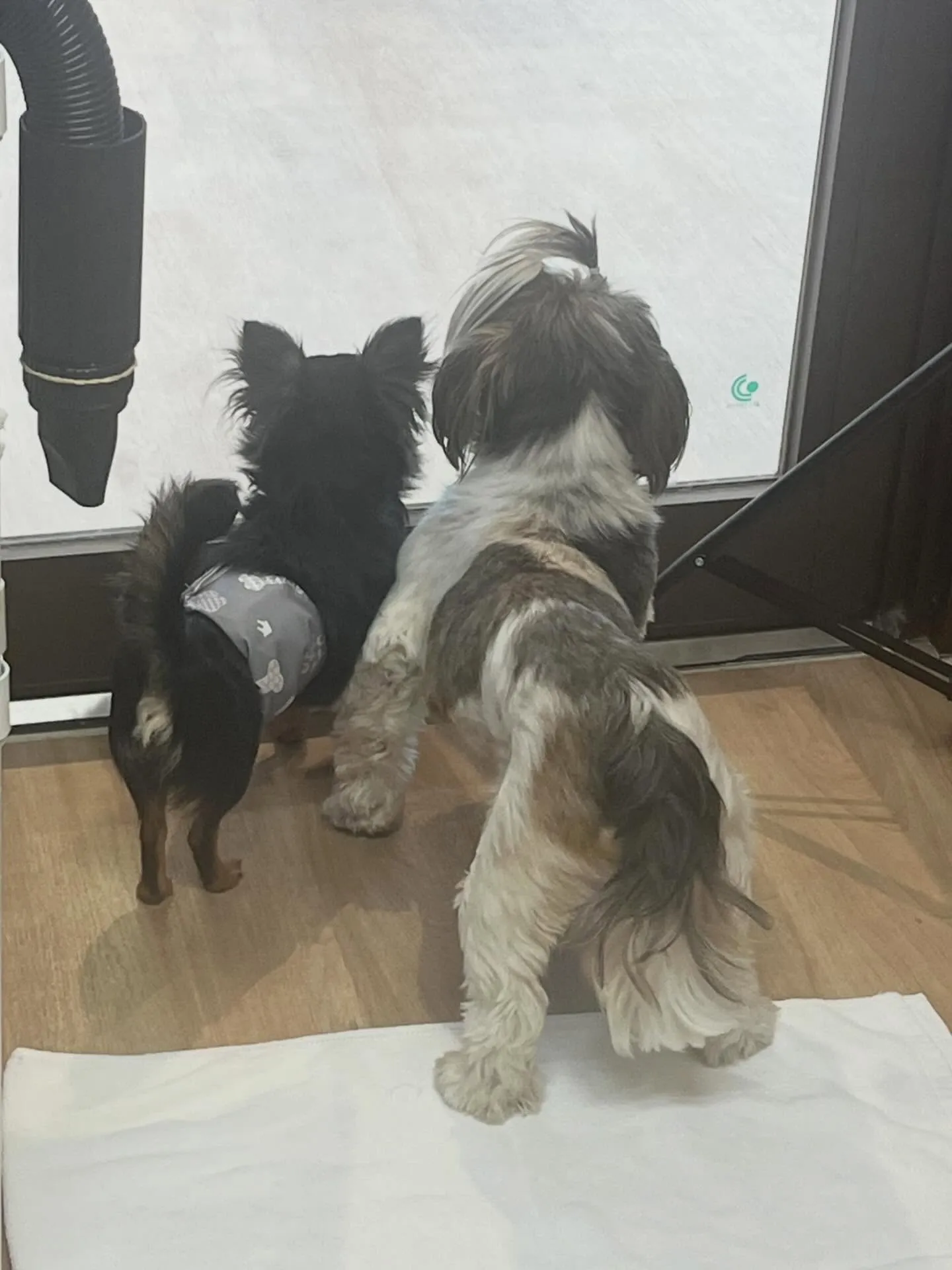 🍃4/28のトリミング🍃シーズー🐶ダックス🐶チワワ🐶｜名東区...