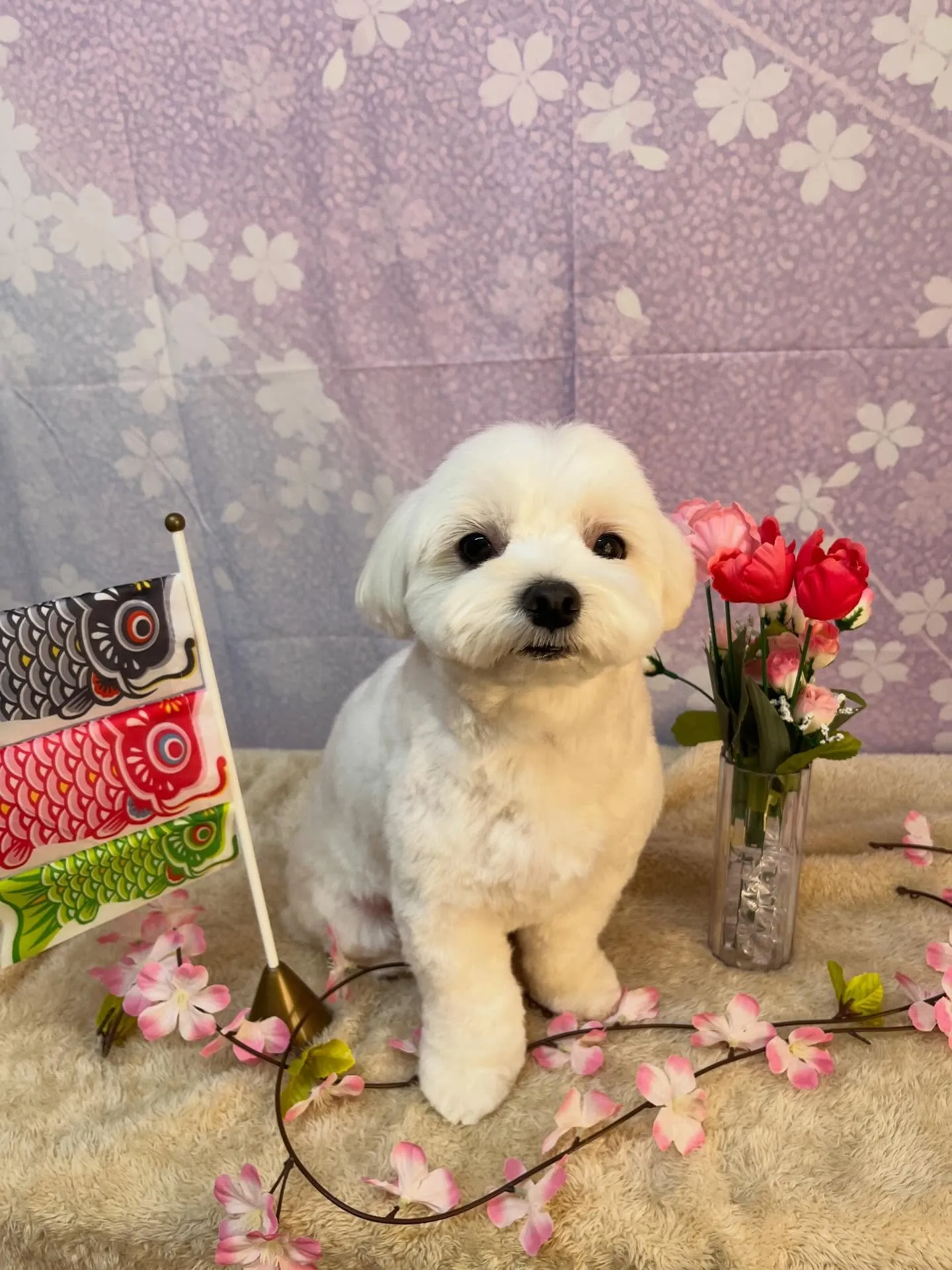 🍃4/28のトリミング🍃マルチーズ🐶｜名東区・千種区・守山区...