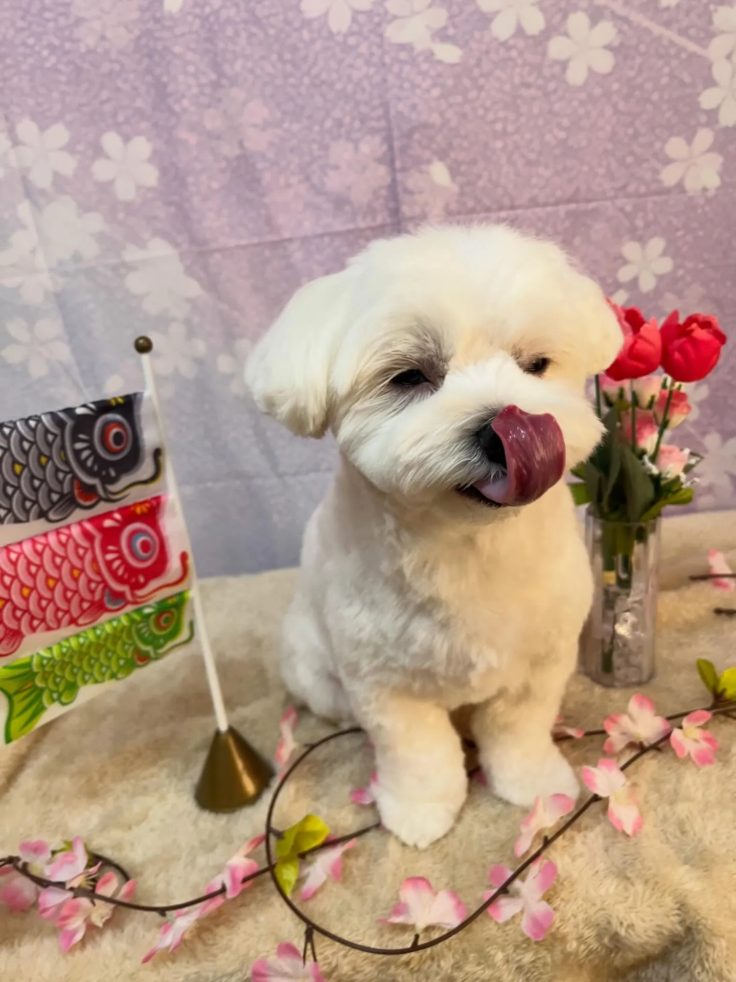 🍃4/28のトリミング🍃マルチーズ🐶｜名東区・千種区・守山区...