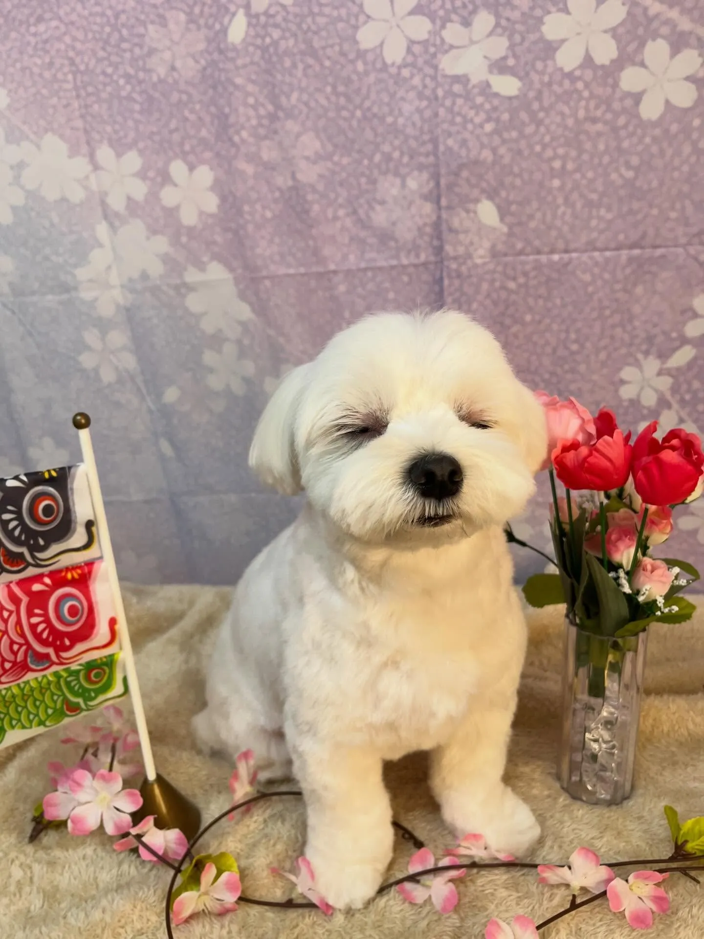 🍃4/28のトリミング🍃マルチーズ🐶｜名東区・千種区・守山区...