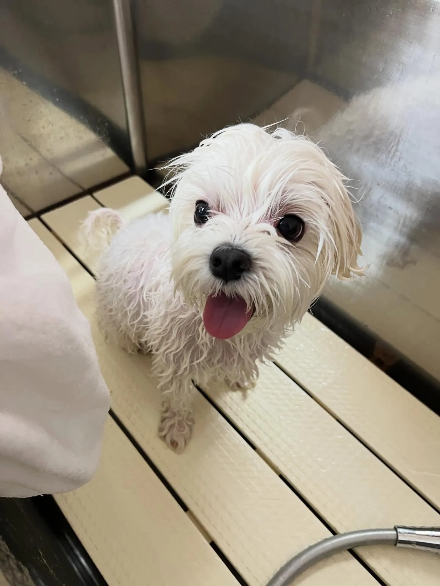 🍃4/28のトリミング🍃マルチーズ🐶｜名東区・千種区・守山区...