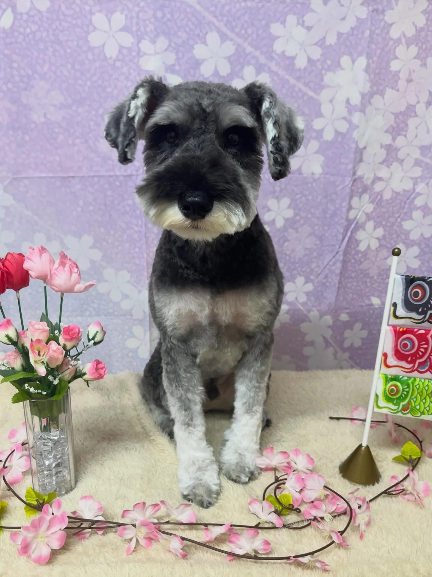 🍃4/28のトリミング🍃シュナウザー🐶｜名東区・千種区・守山...