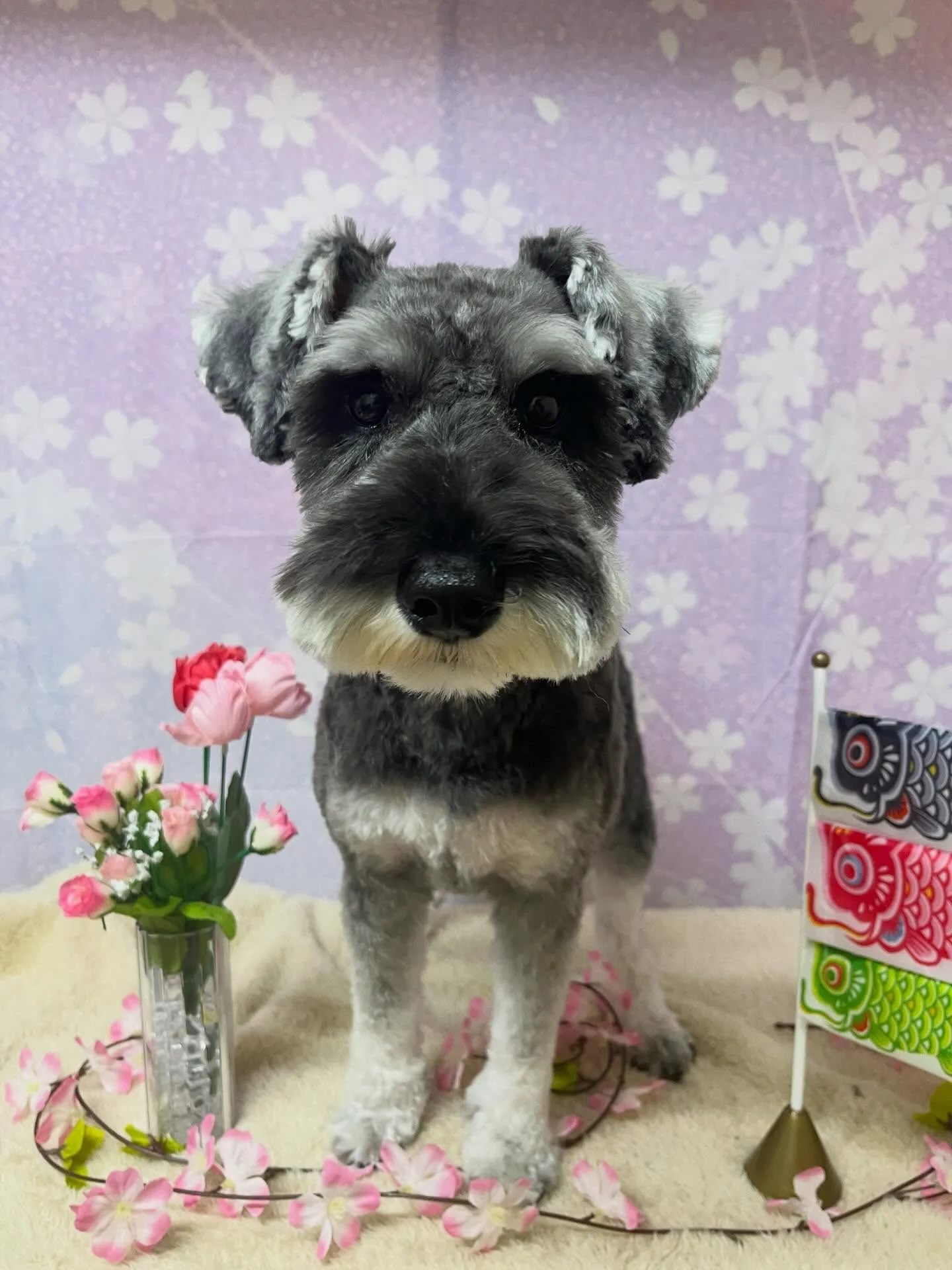 🍃4/28のトリミング🍃シュナウザー🐶｜名東区・千種区・守山...