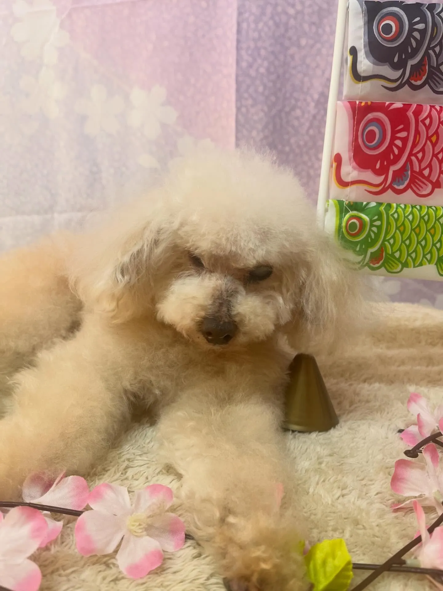 🍃4/28のトリミング🍃プードル🐶｜名東区・千種区・守山区の...