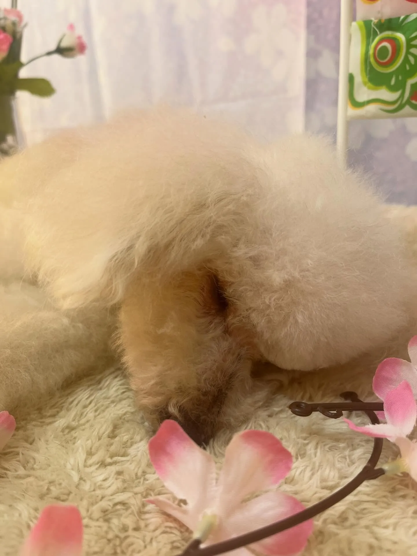 🍃4/28のトリミング🍃プードル🐶｜名東区・千種区・守山区の...