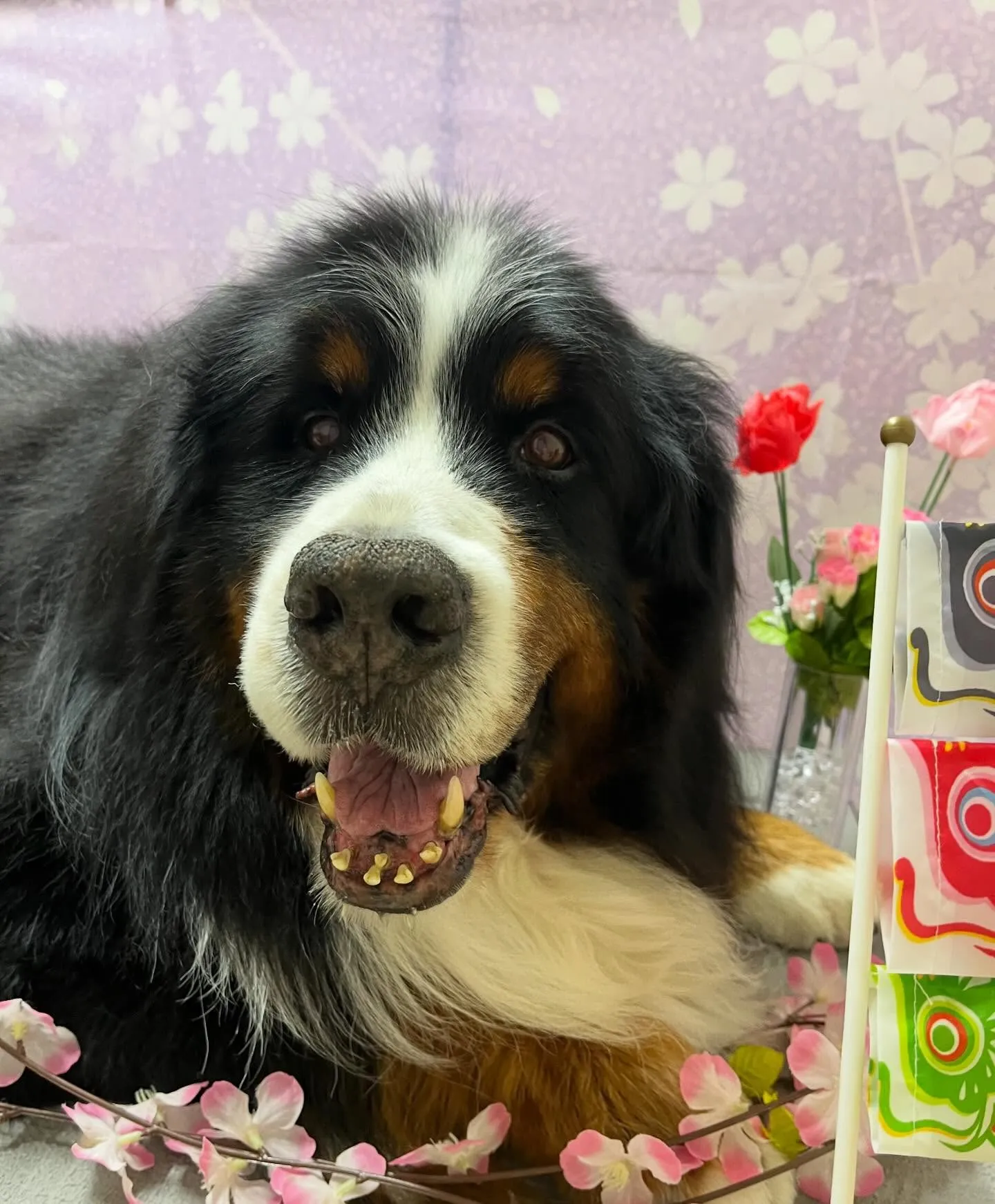 🍃4/29のトリミング🍃バーニーズマウンテンドッグ🐶｜名東区...