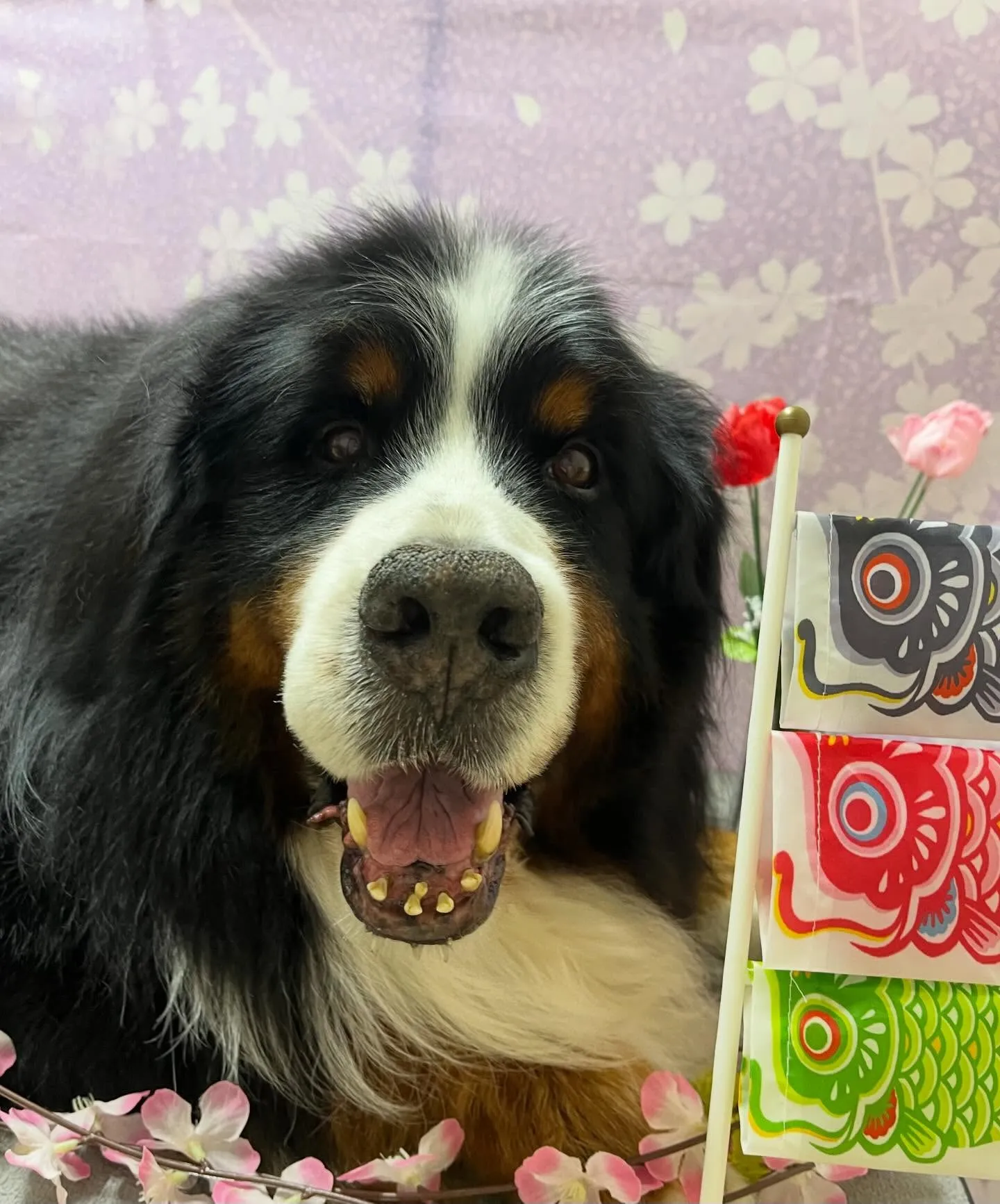 🍃4/29のトリミング🍃バーニーズマウンテンドッグ🐶｜名東区...