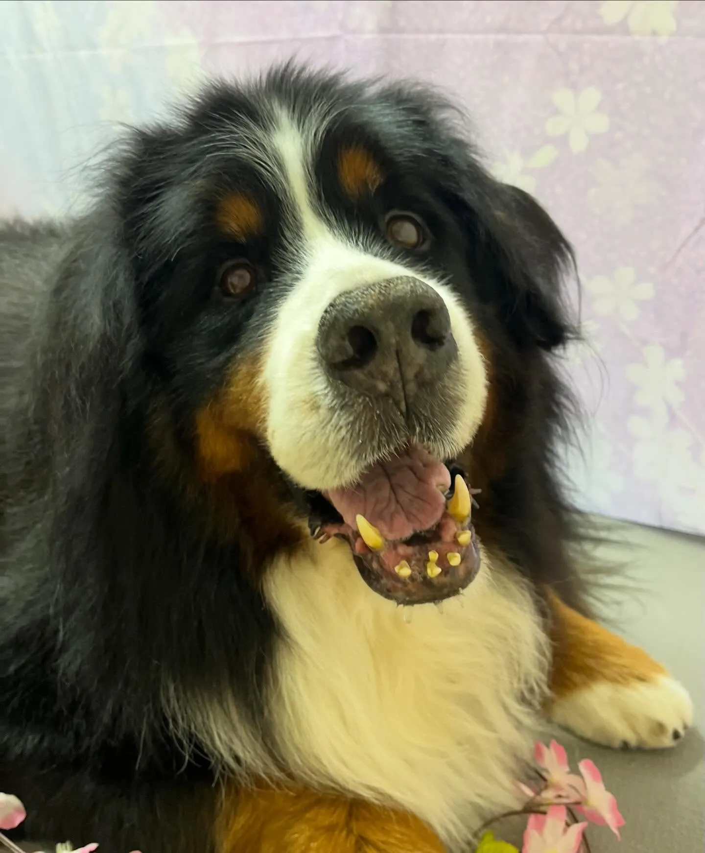 🍃4/29のトリミング🍃バーニーズマウンテンドッグ🐶｜名東区...